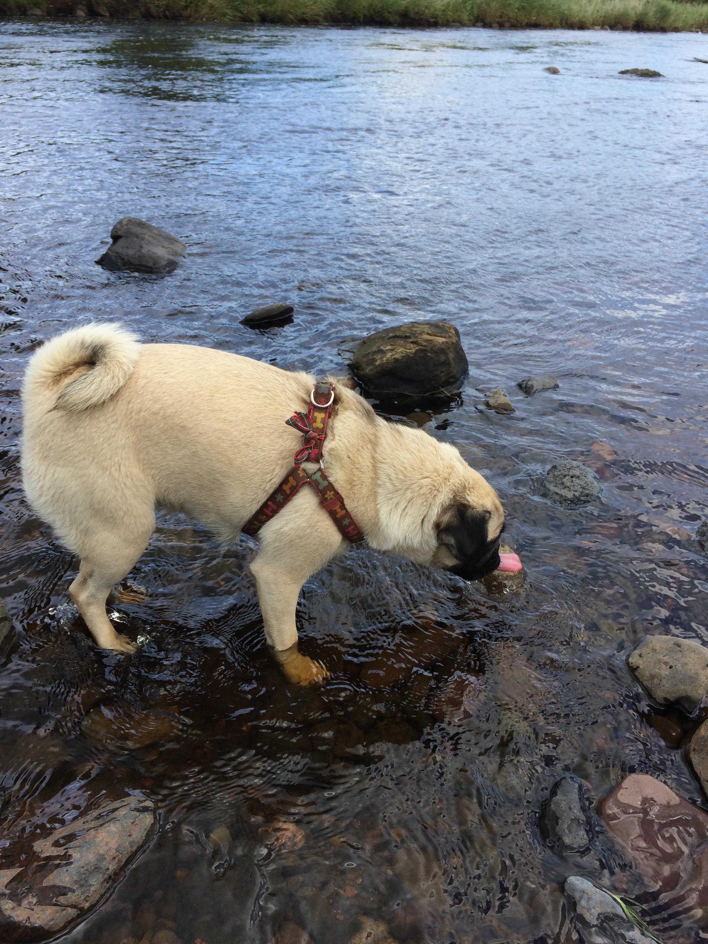 My pug licking a rock for no apparent reason r/mildlyinteresting