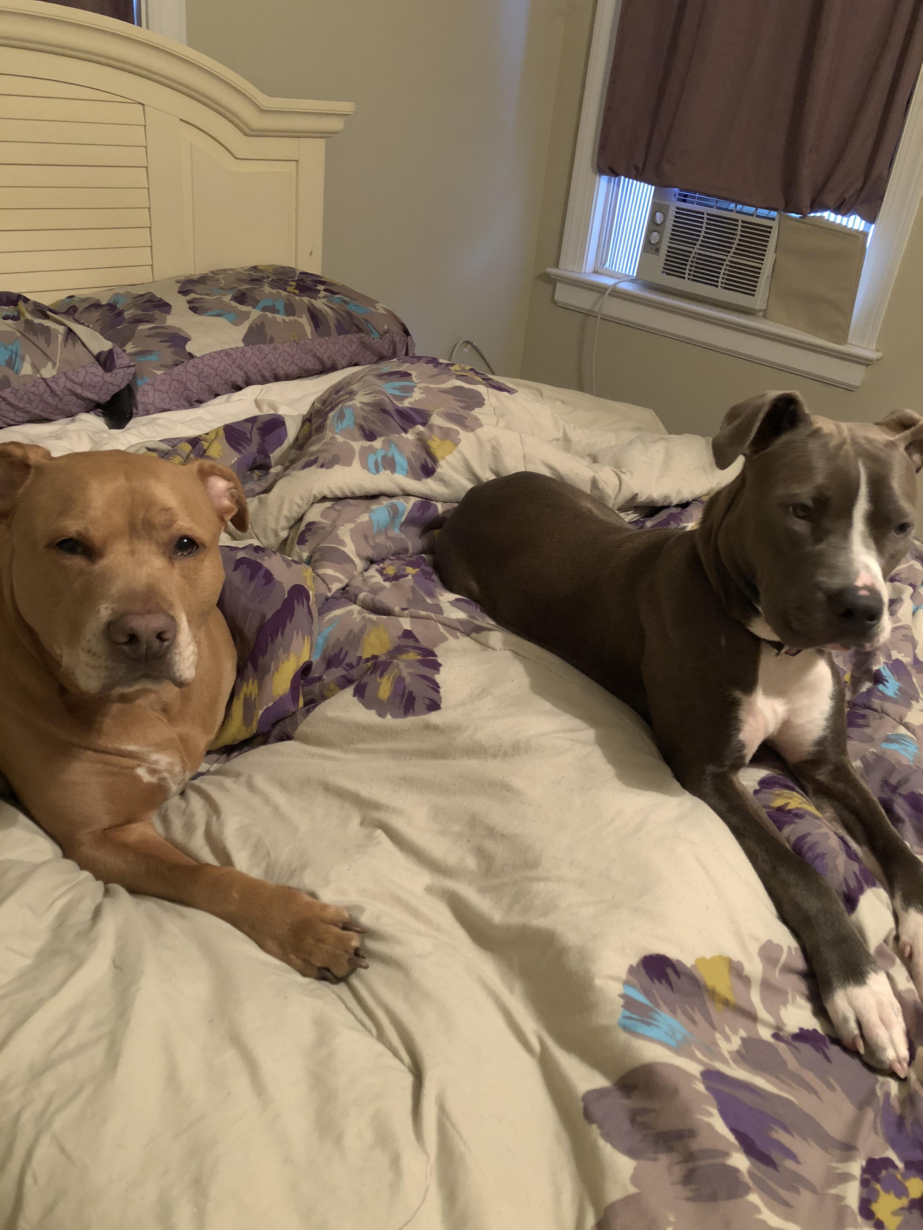 Stubborn pit bulls refusing to get out of bed this morning. The temp is