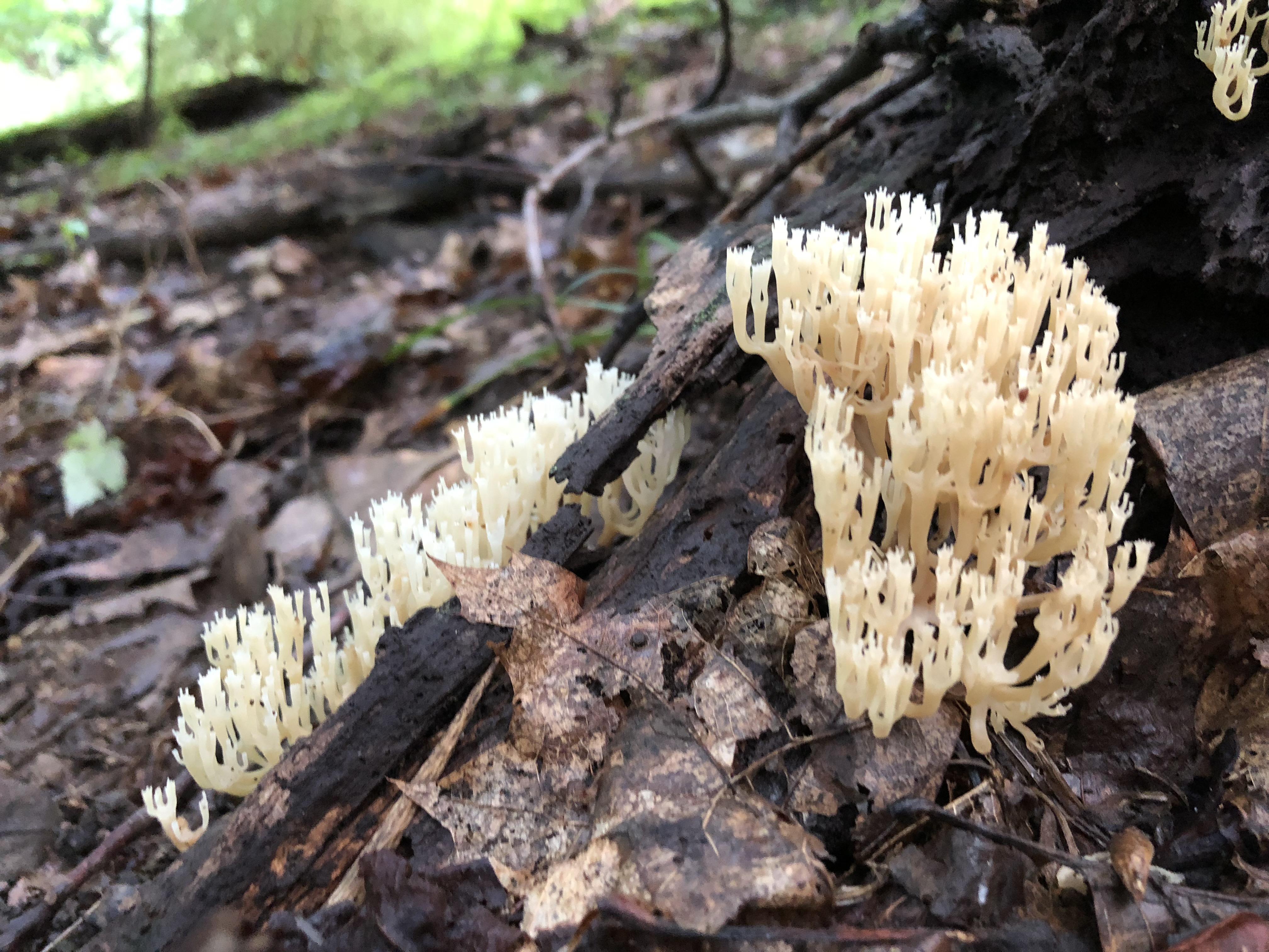 Is this lion’s mane? Growing on dead wood r/mycology