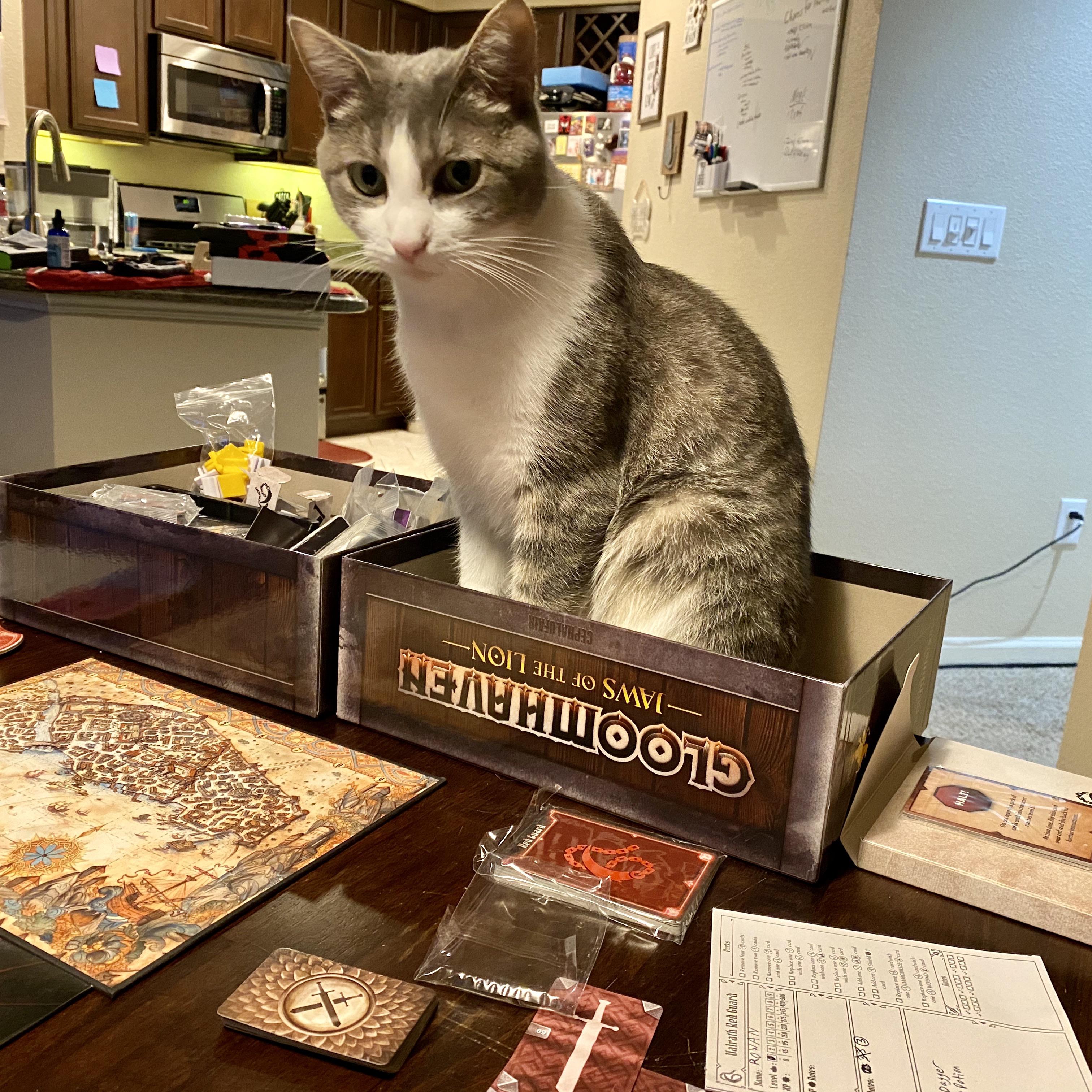 Our cat loves Gloomhaven just as much as we do r/Gloomhaven