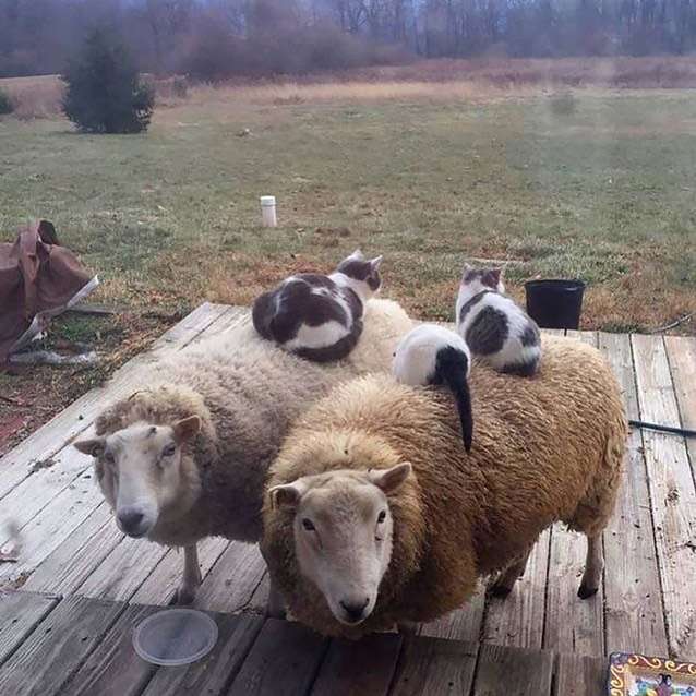 Cats on sheep. r/GrassDoggos