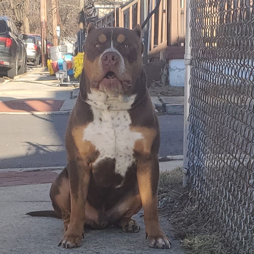 11 months 24 inch head r/AmericanBully