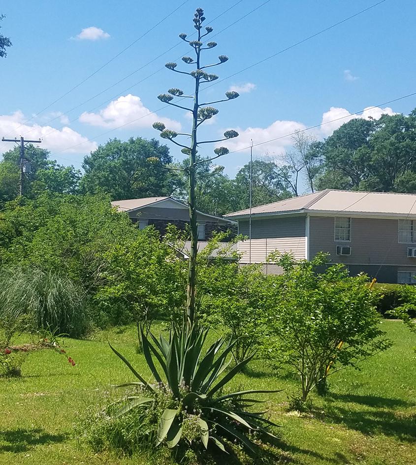 Agave plant Blooming in my Neighborhood r/gardening