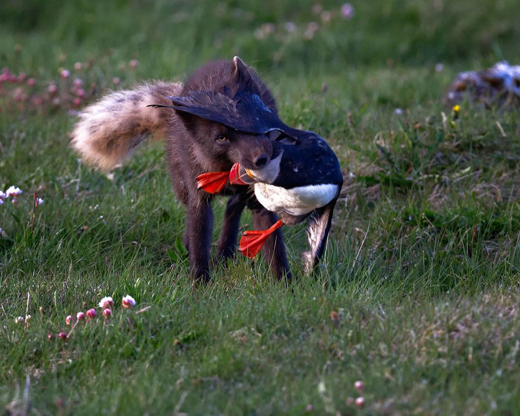 Arctic Fox Eating A Rabbit