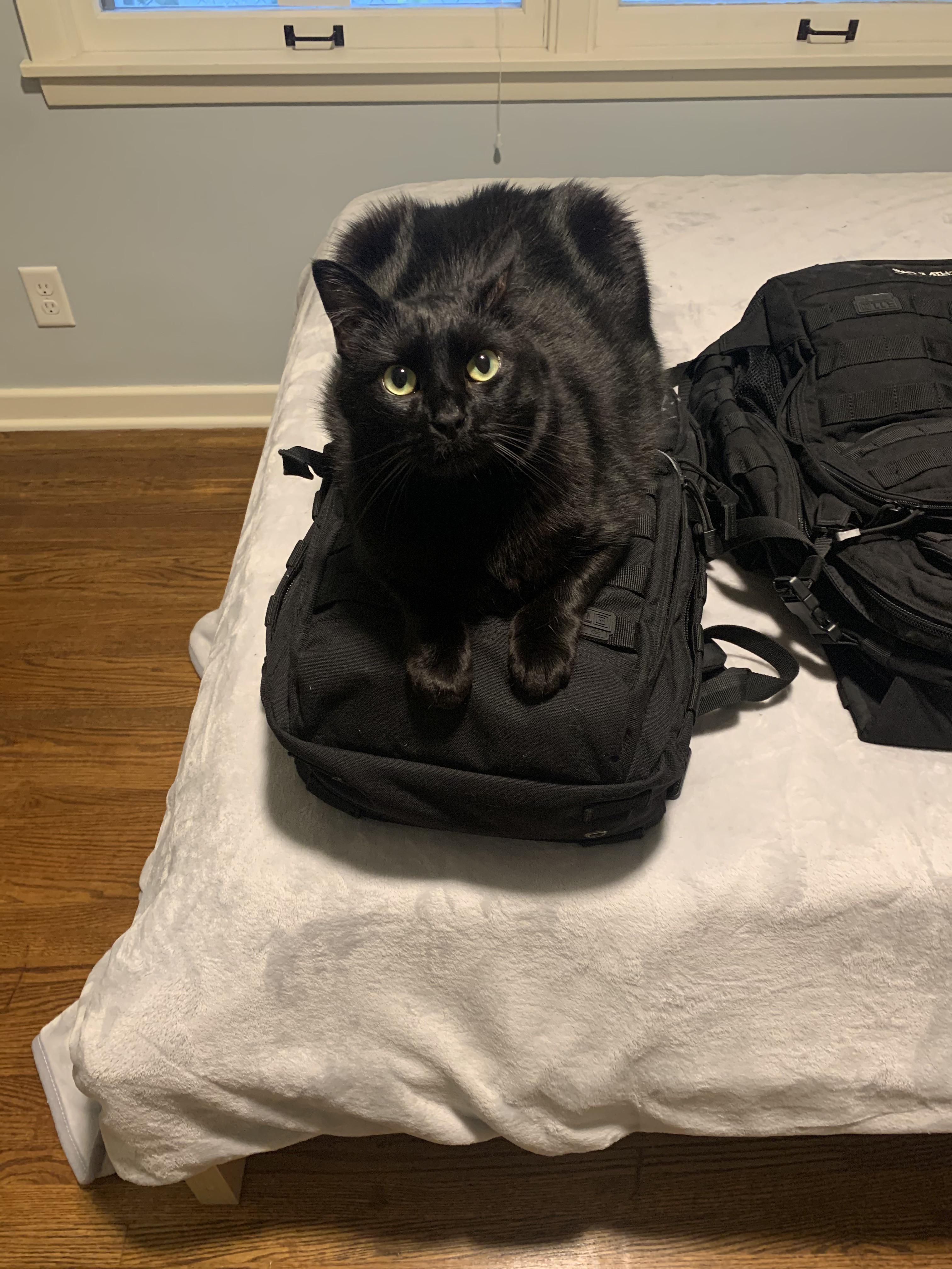 My chunky cat. 5.11 rush 24 backpack for scale. She so