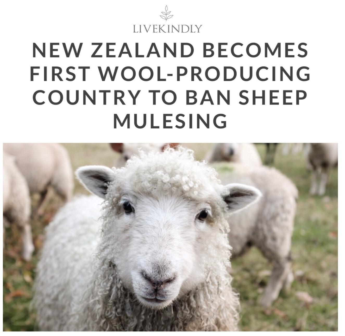 New Zealand Bans Sheep Mulesing (full link in comments) r/vegan