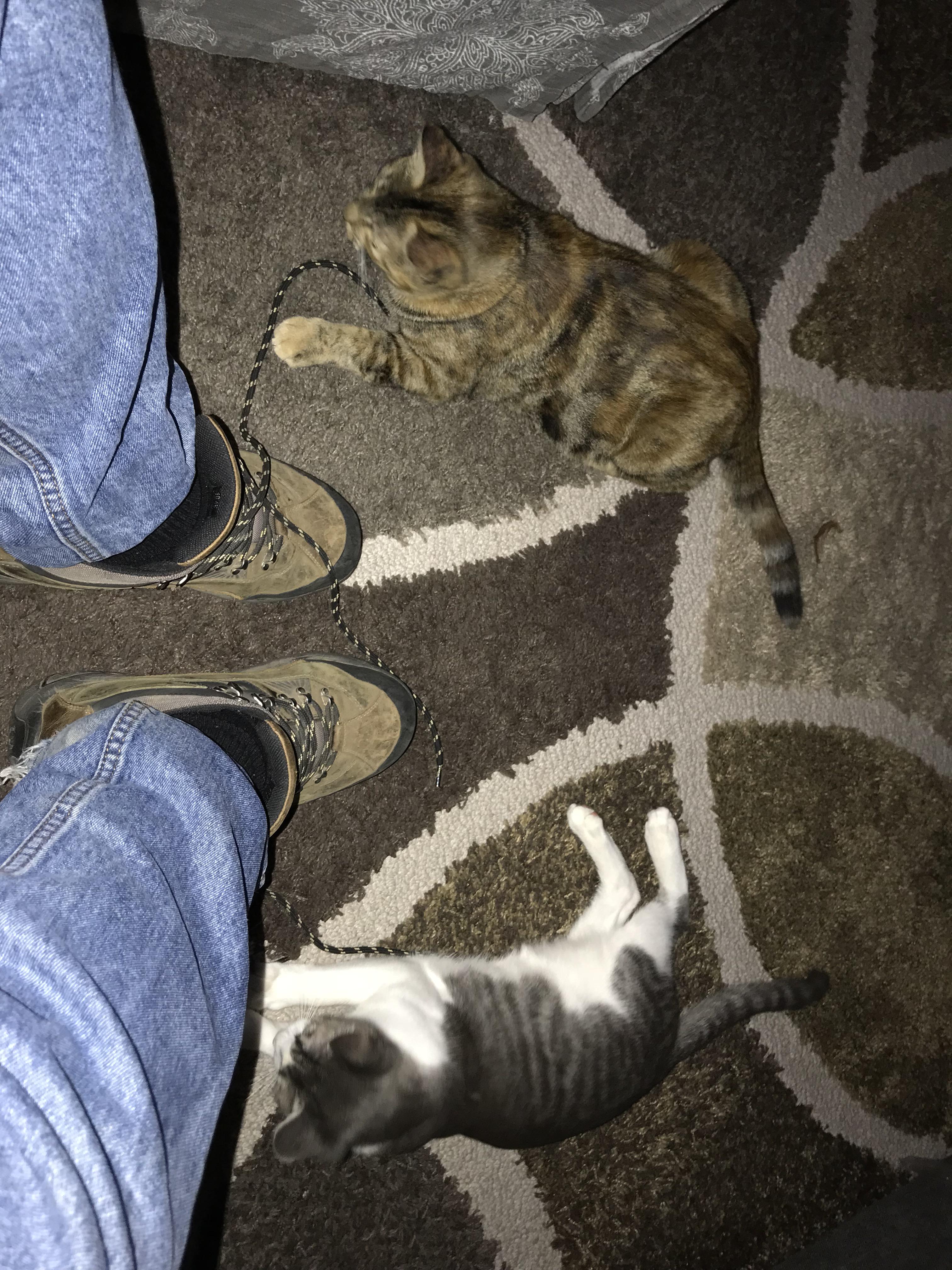 My kitties saving me from the evil shoelaces! r/cats
