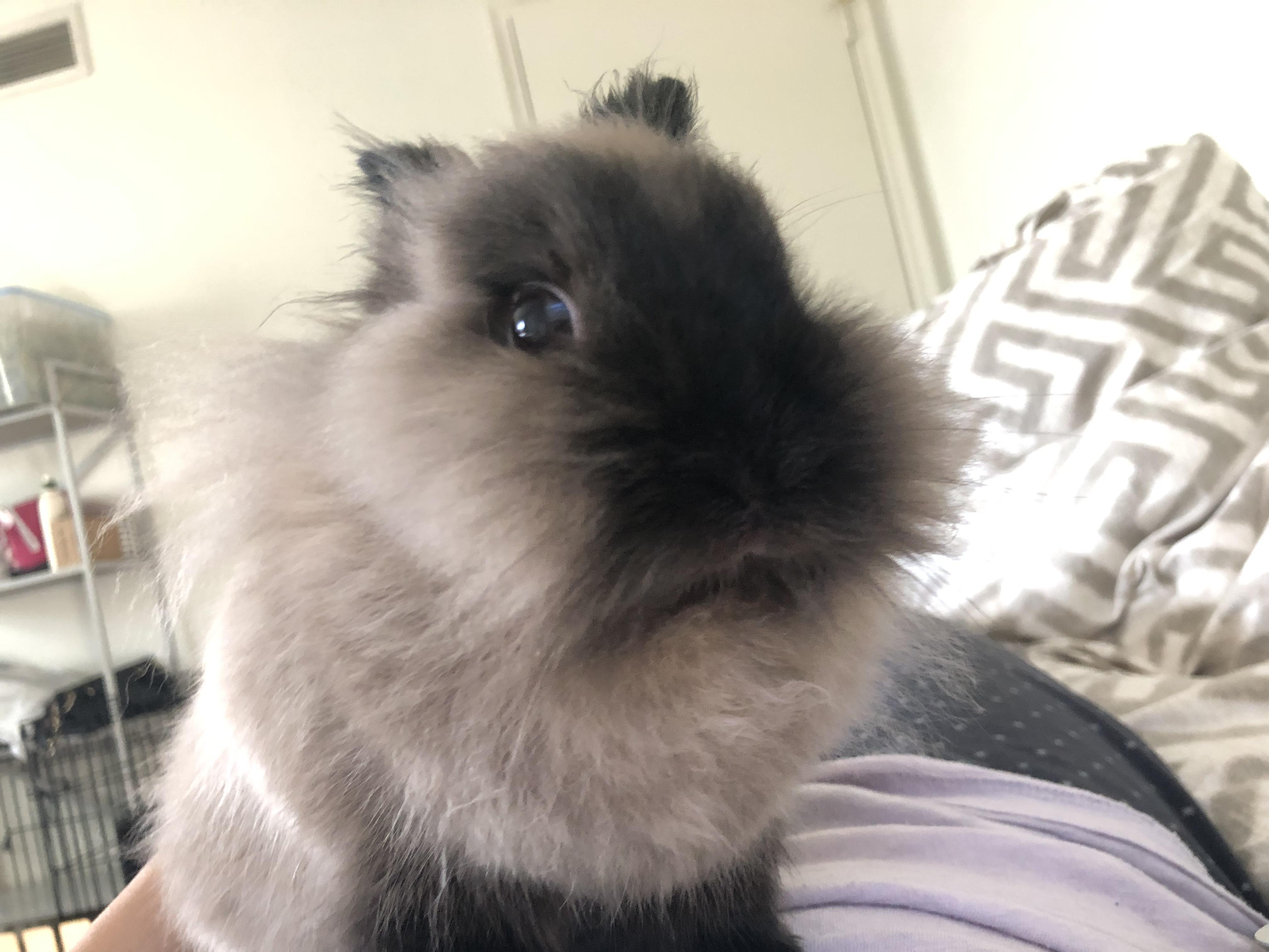 Pepper is very suspicious of my call to the vet r/Rabbits