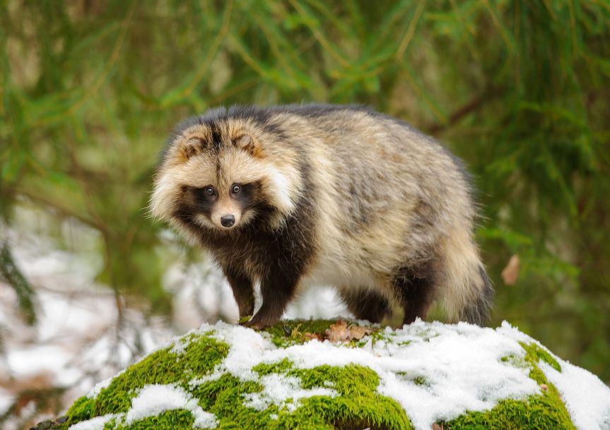 Tanuki, Nyctereutes procyonoides viverrinus, commonly referred to as