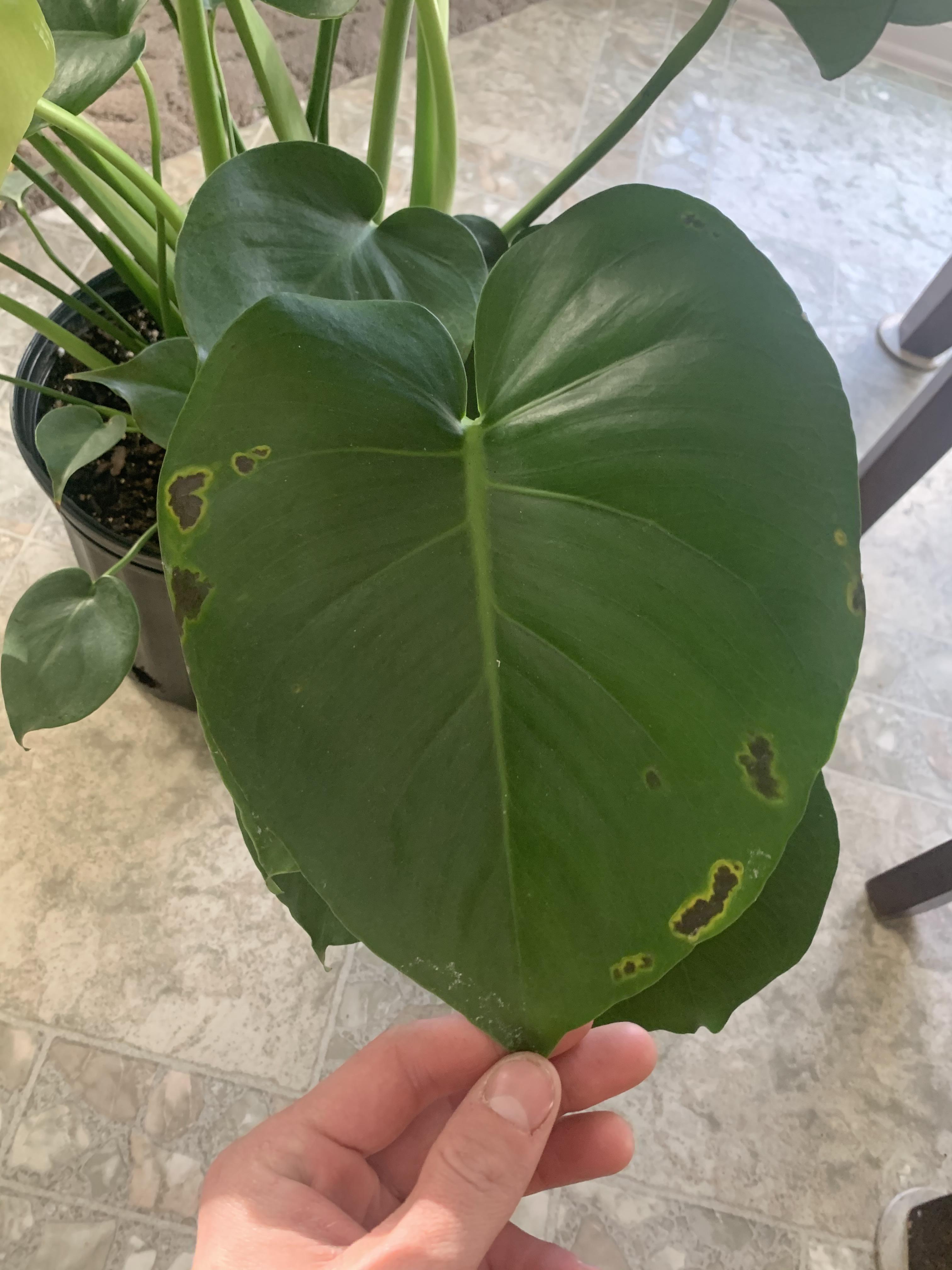 What causes black spots on a monstera deliciosa?