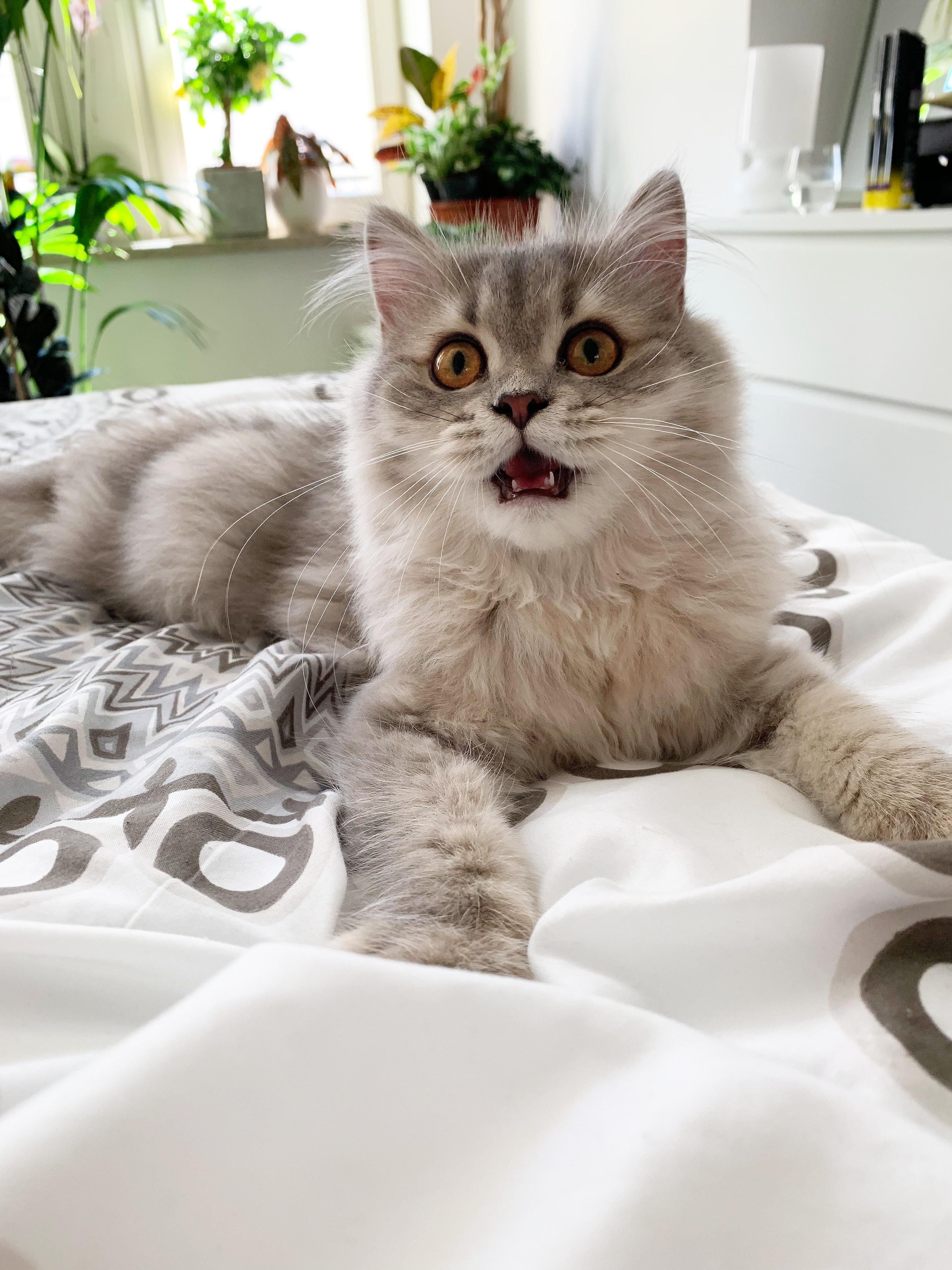 The happiest cat r/Eyebleach