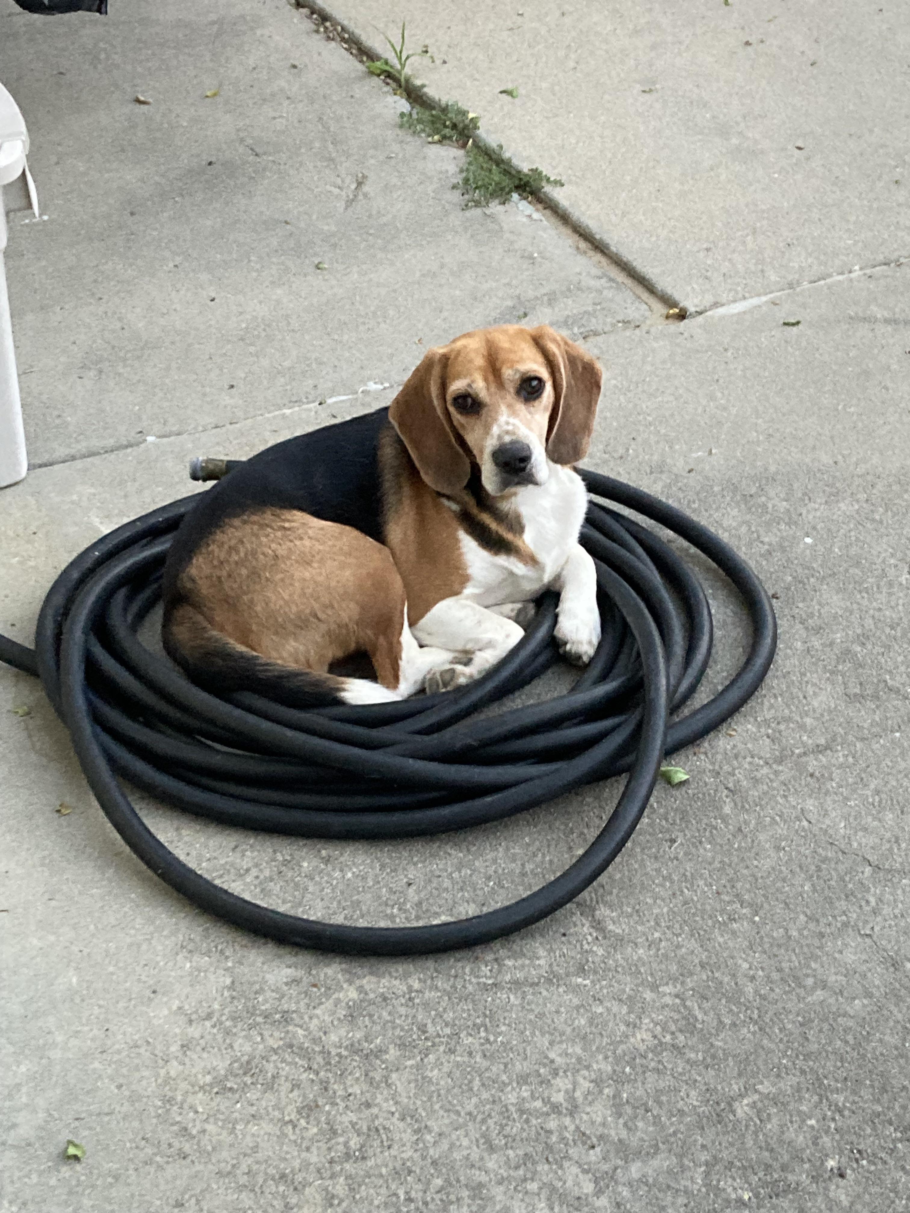 Can Beagles Be Trained Not To Bark