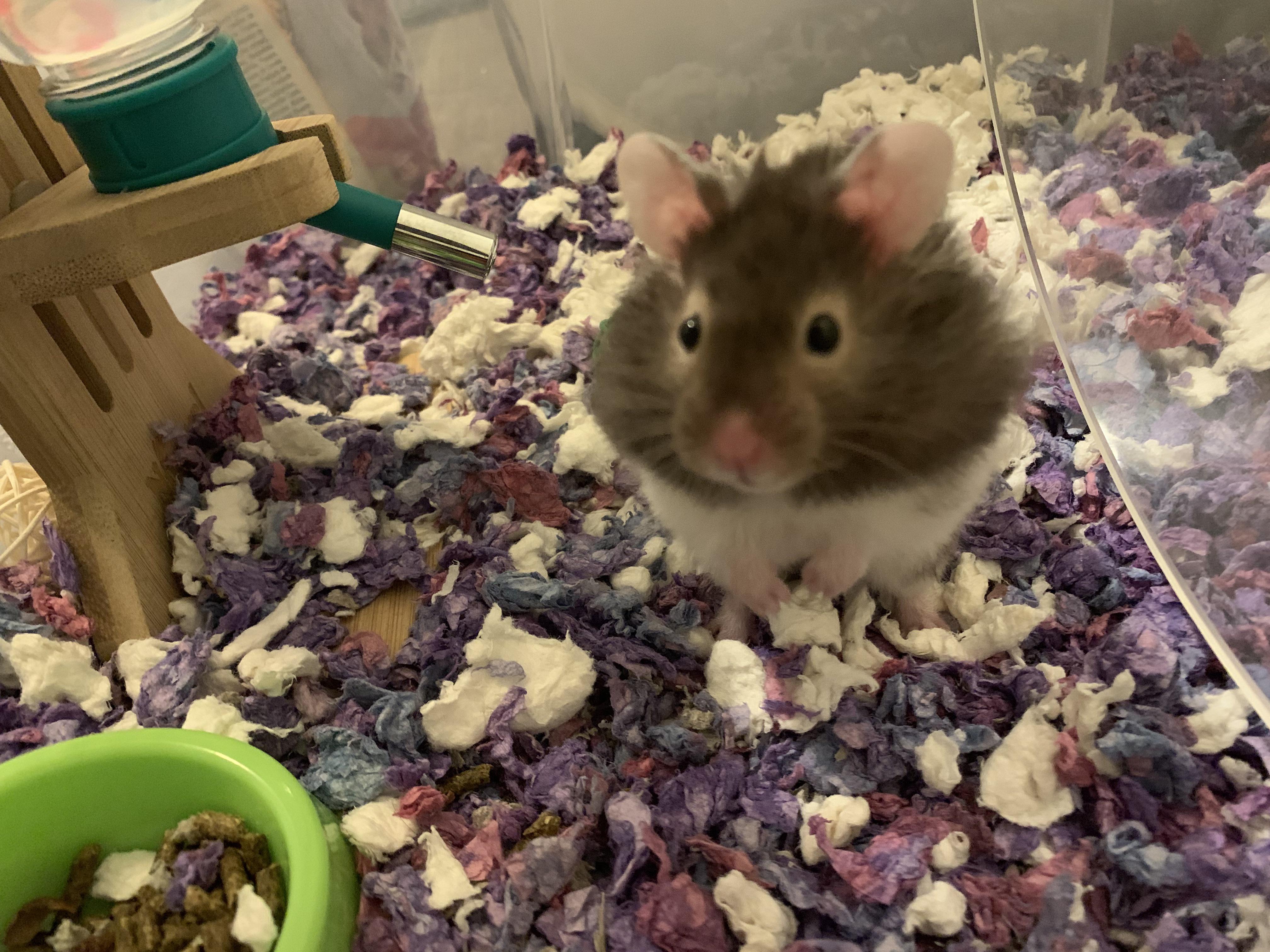 Aspen wondering if the camera is also food r/hamsters
