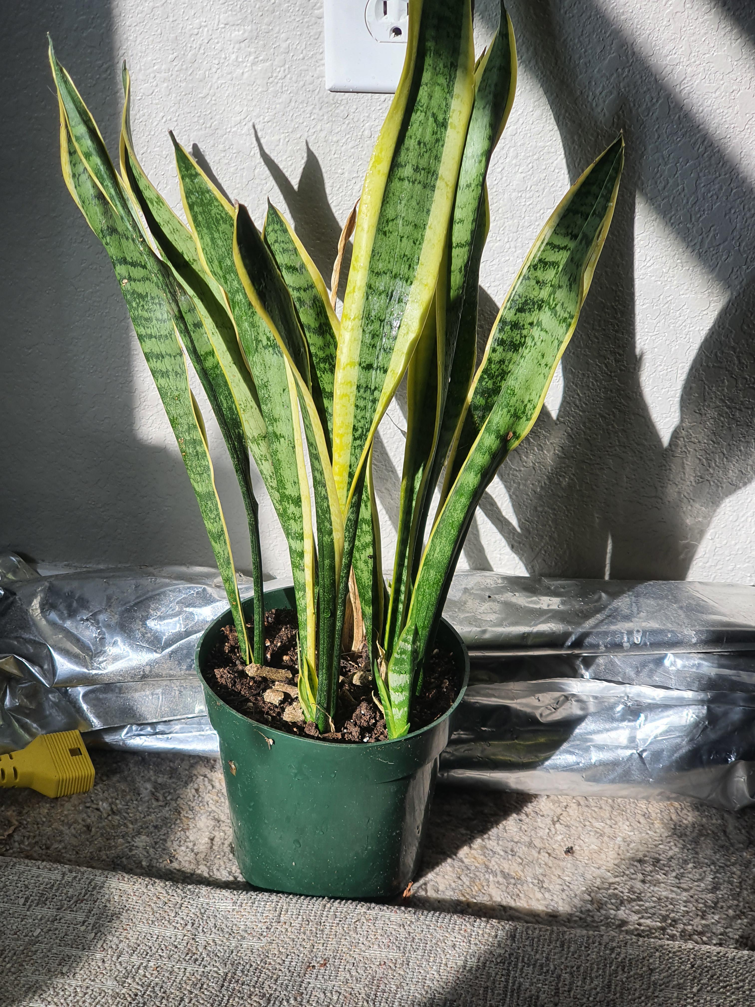 Snake plant pups grow really fast. This is the first time I have noticed that. That little pup