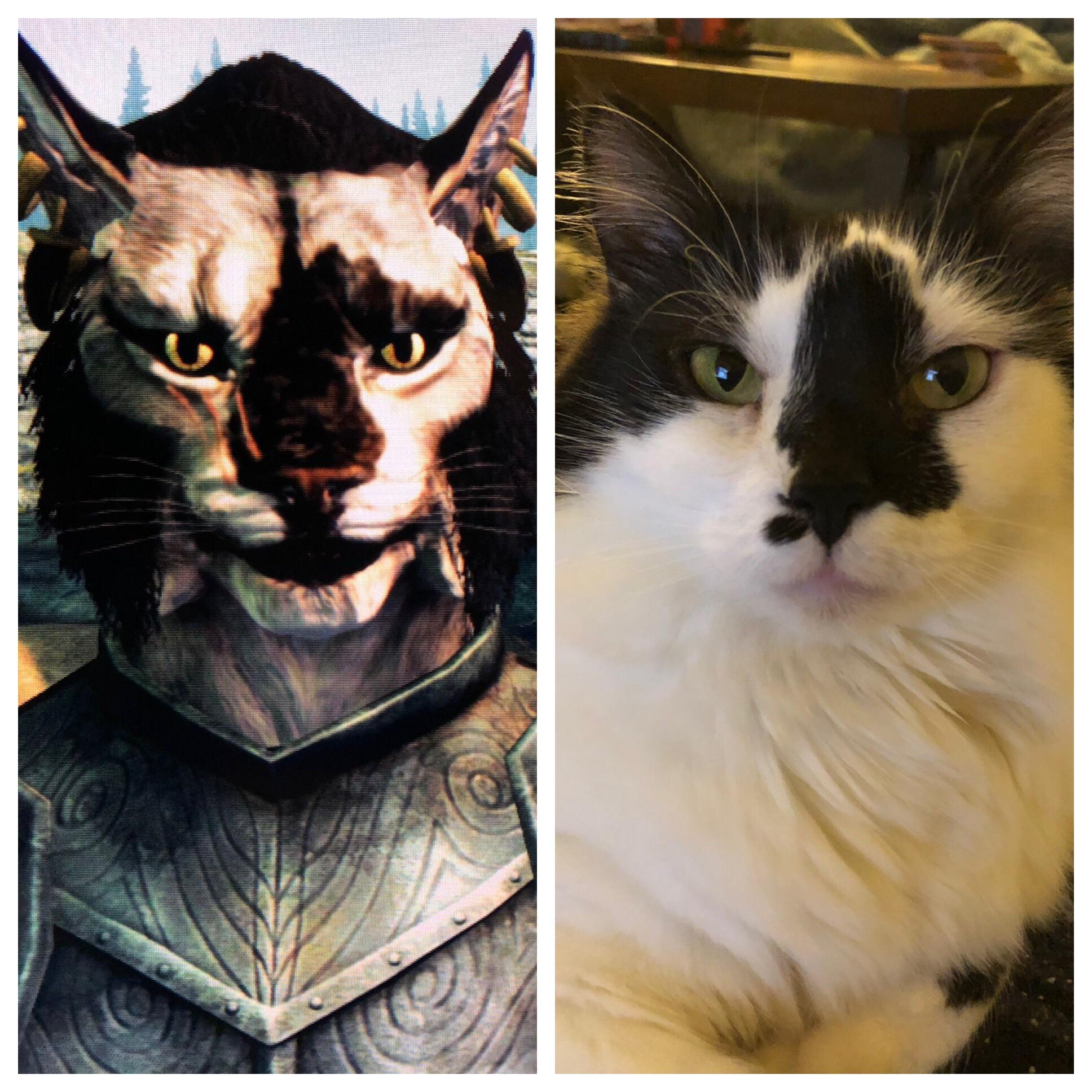 I???m starting Skyrim for the first time and made my cat BooBoo the