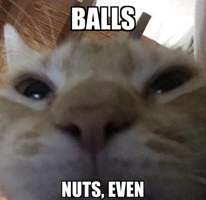 Balls r/Catmemes
