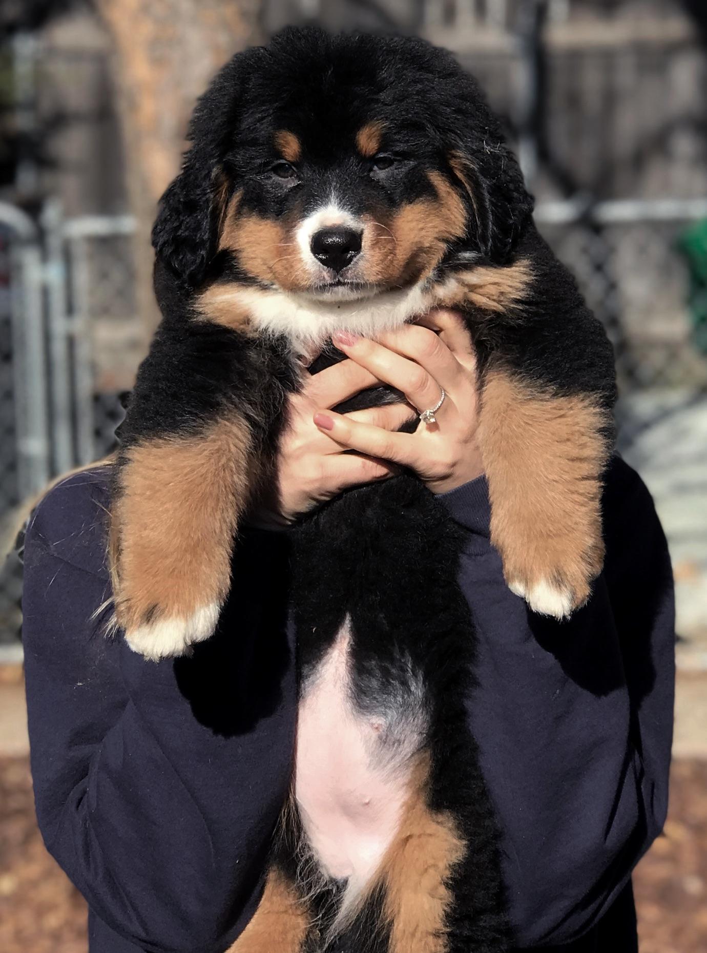 My fiancé and I finally got the dog of our dreams. Reddit, Meet Harley