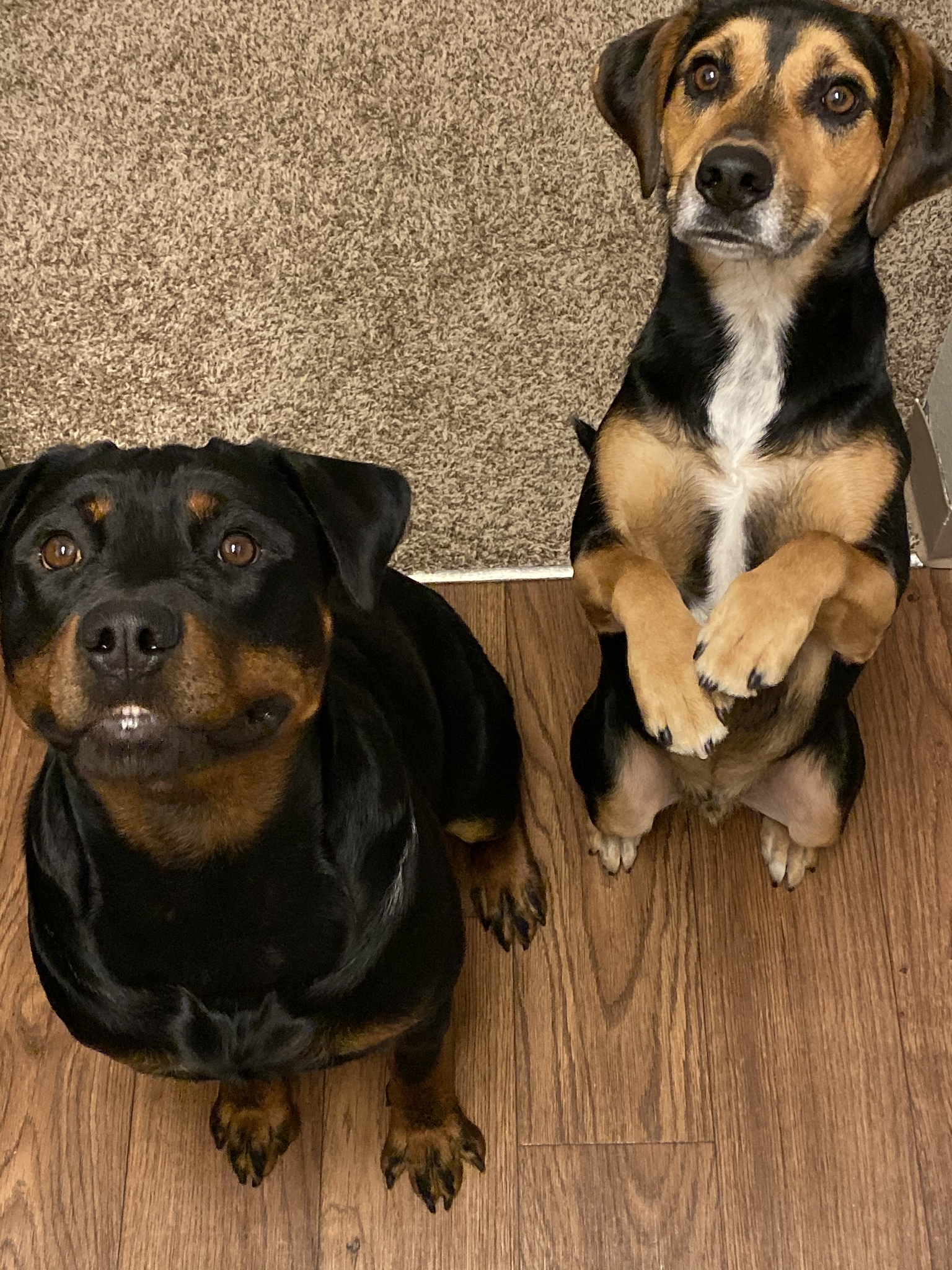 We heard you guys love dogs