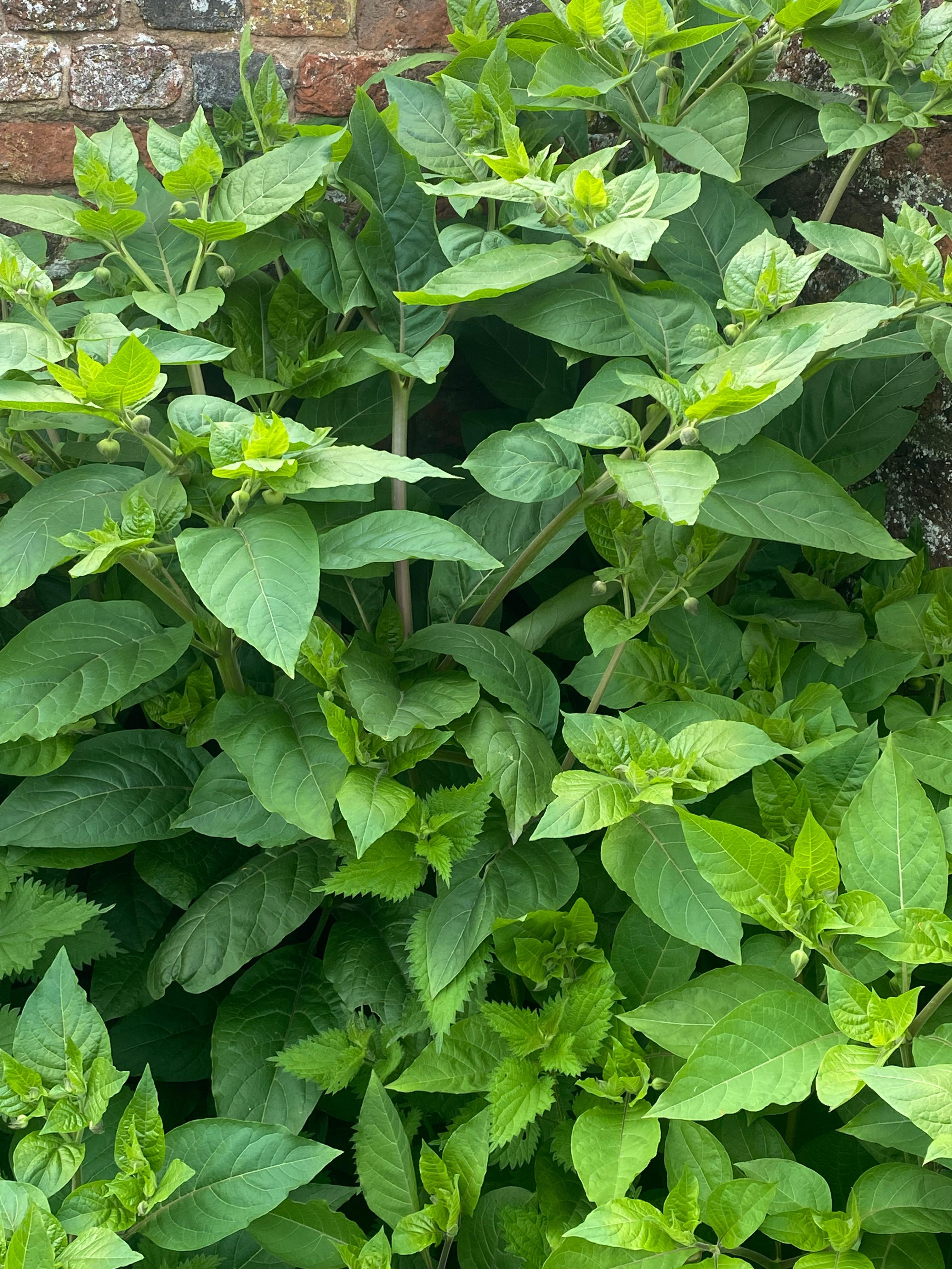 Believe this is deadly nightshade! How bad is the stuff? I know it’s