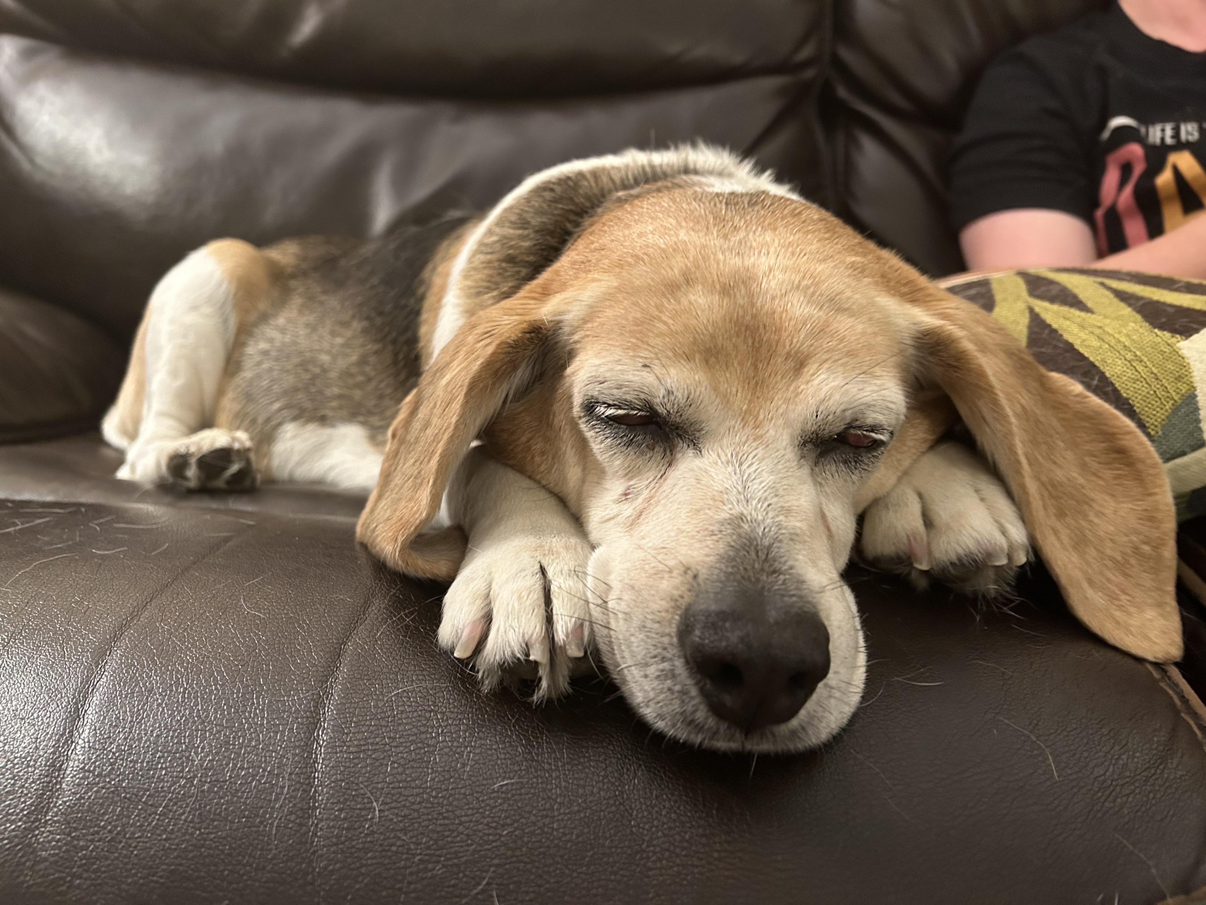 Daisy the beagle enjoying a quiet evening r/lookatmydog