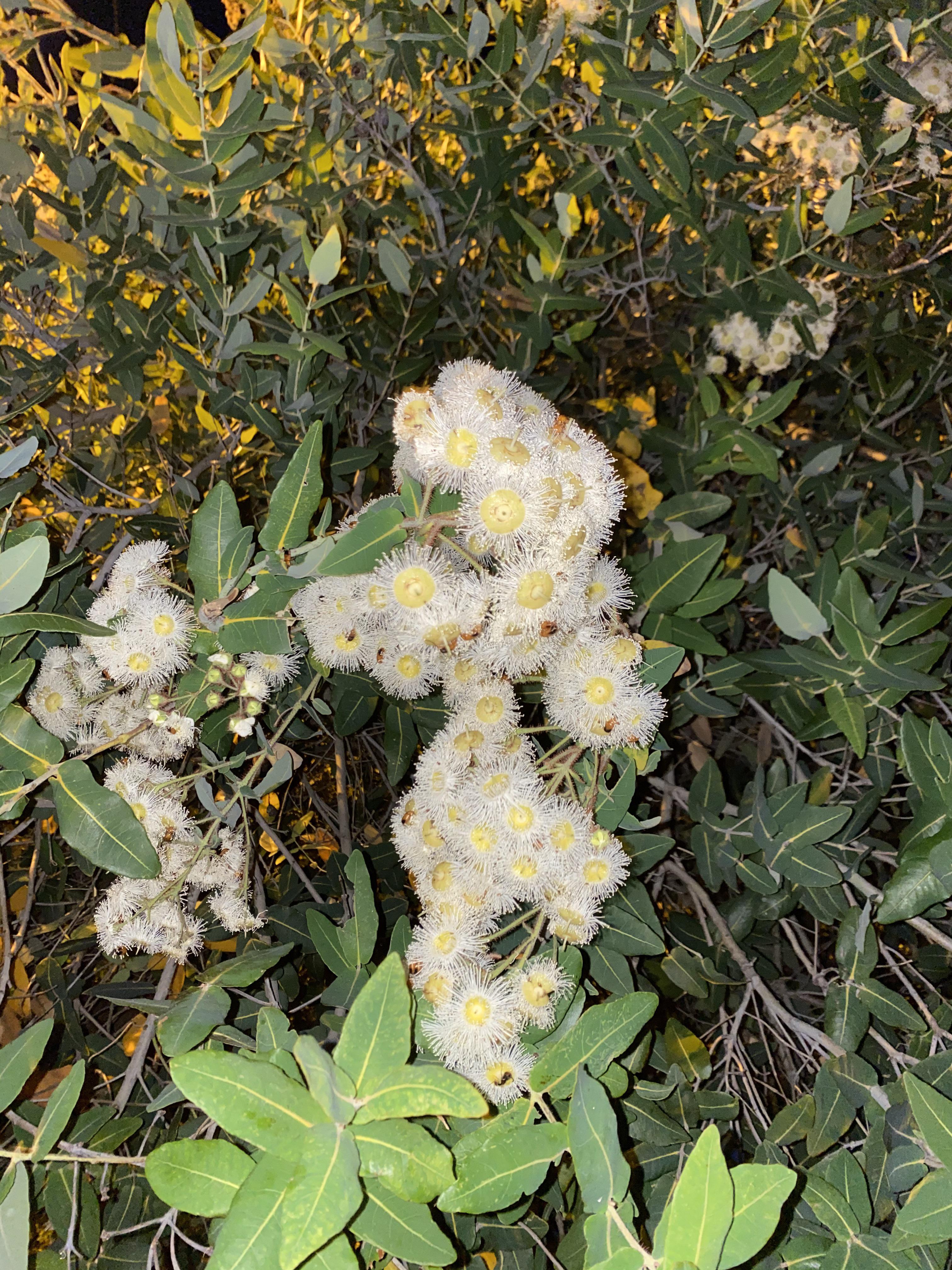 What do you guys think this tree might be? It smells like honey and is