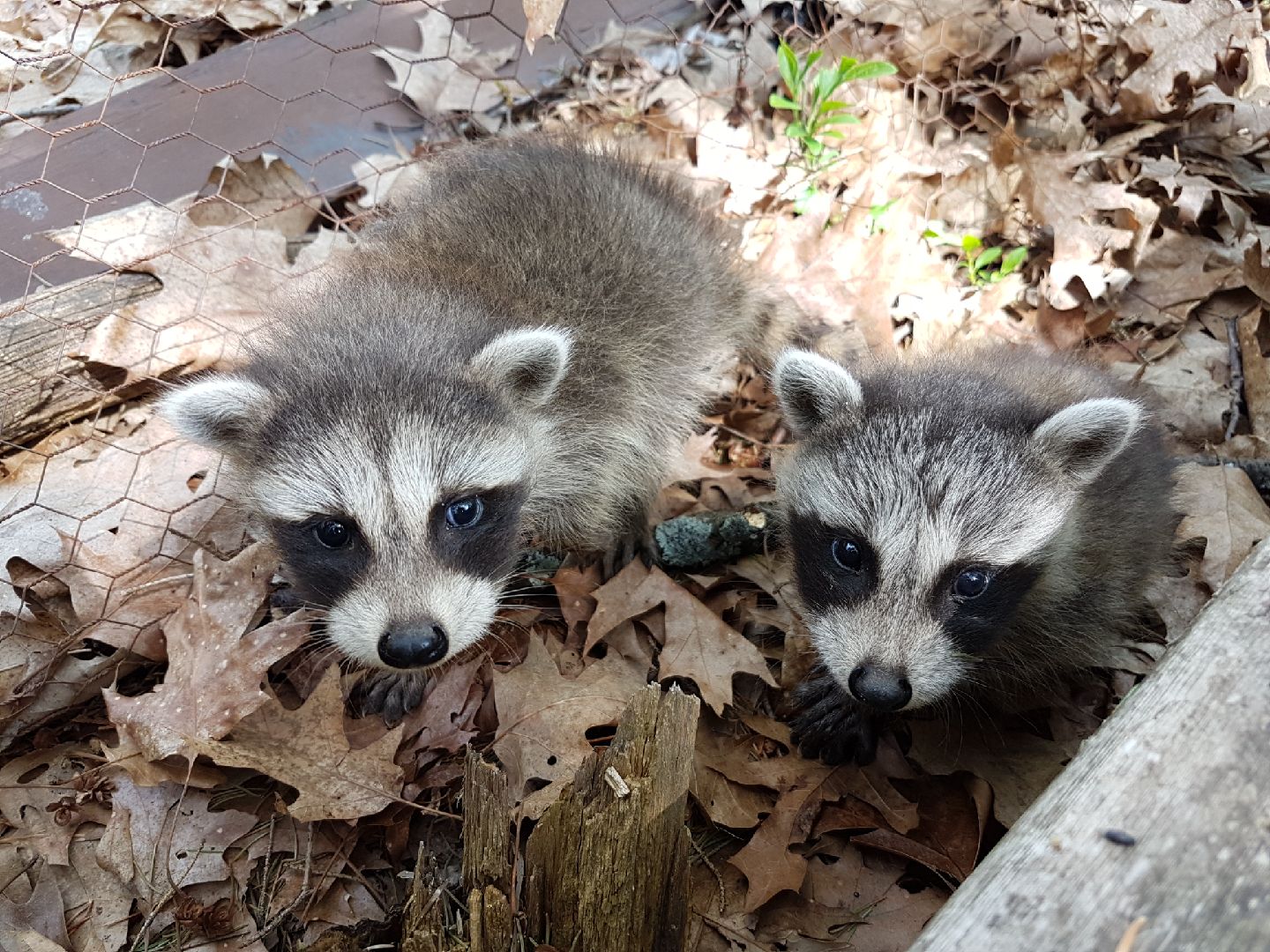 Cute baby raccoons aww