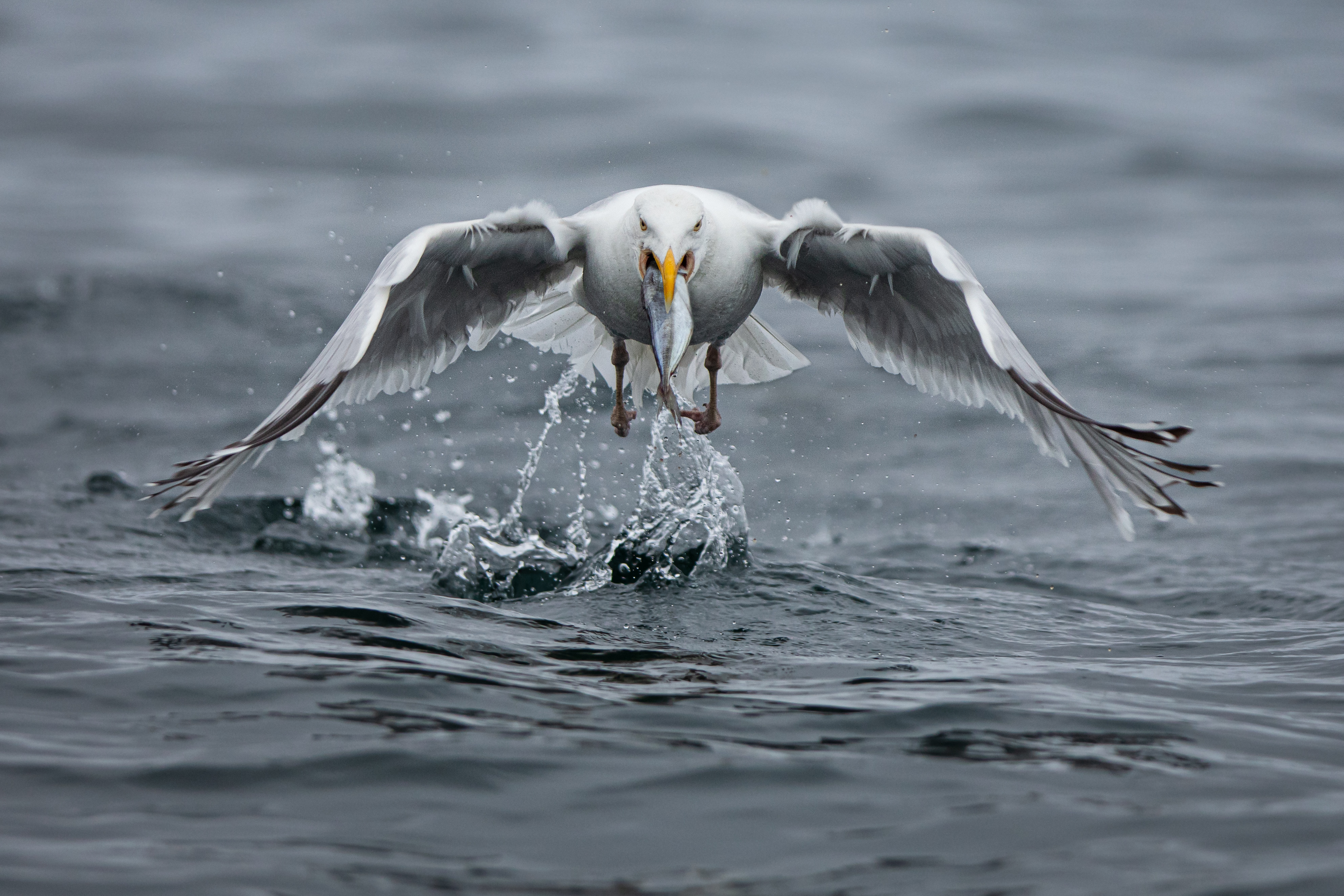 Herring Gull with a Mackerel r/wildlifephotography