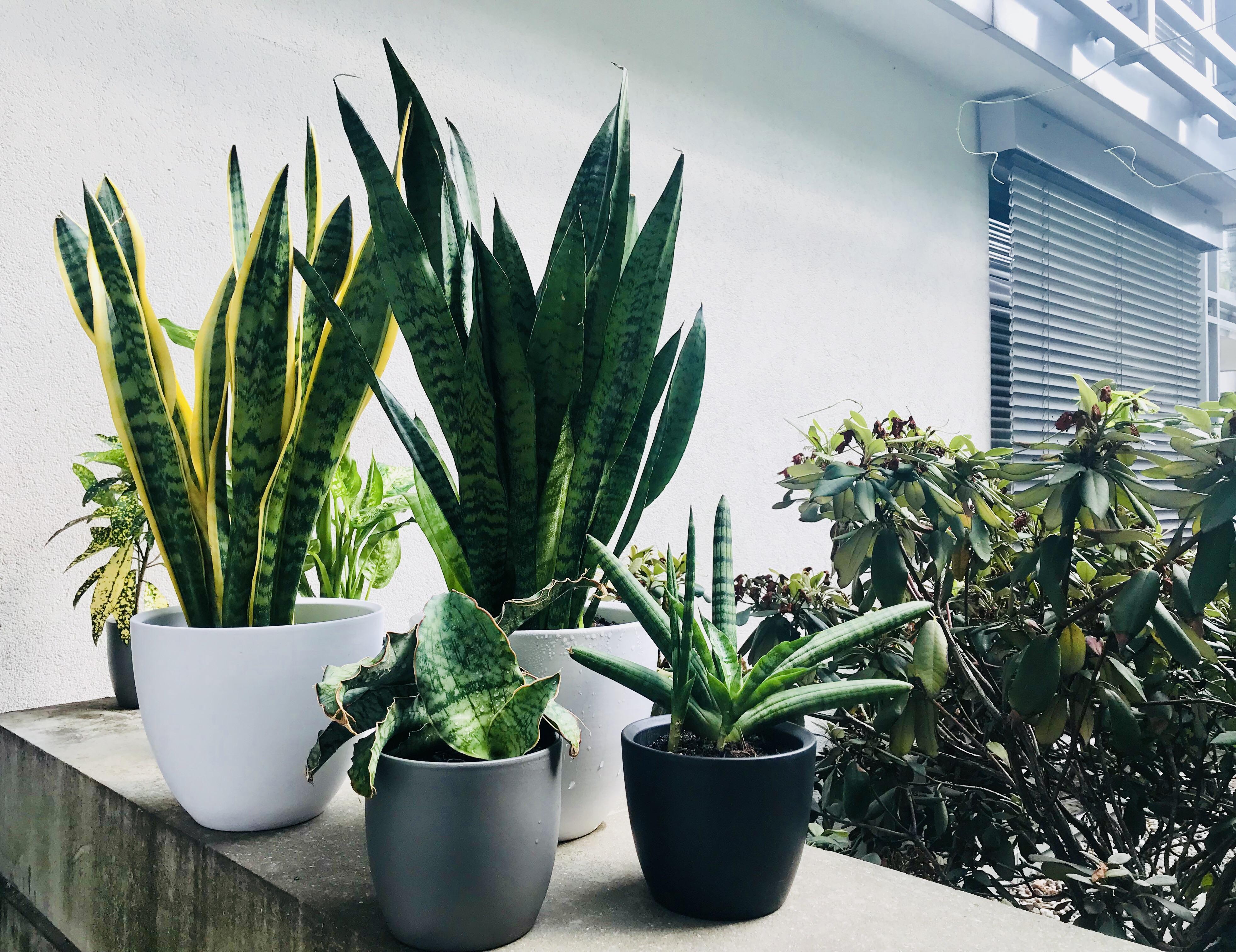 Surrounded by fellow plant people I can share my secret sometimes I