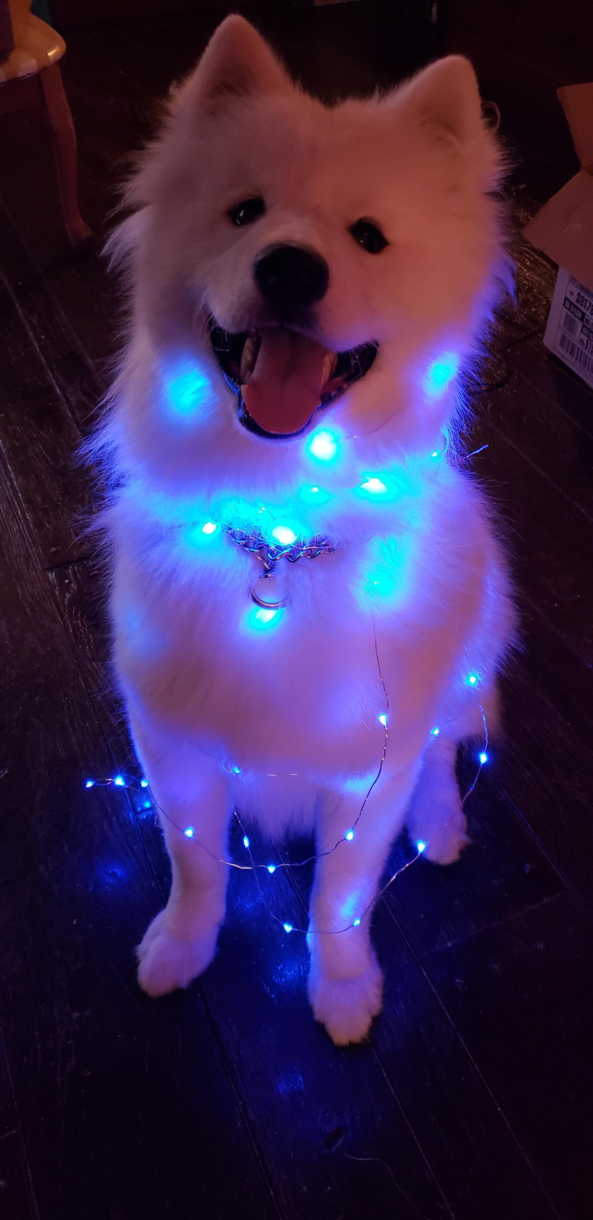 Thought we would share our own sammy in lights. samoyeds