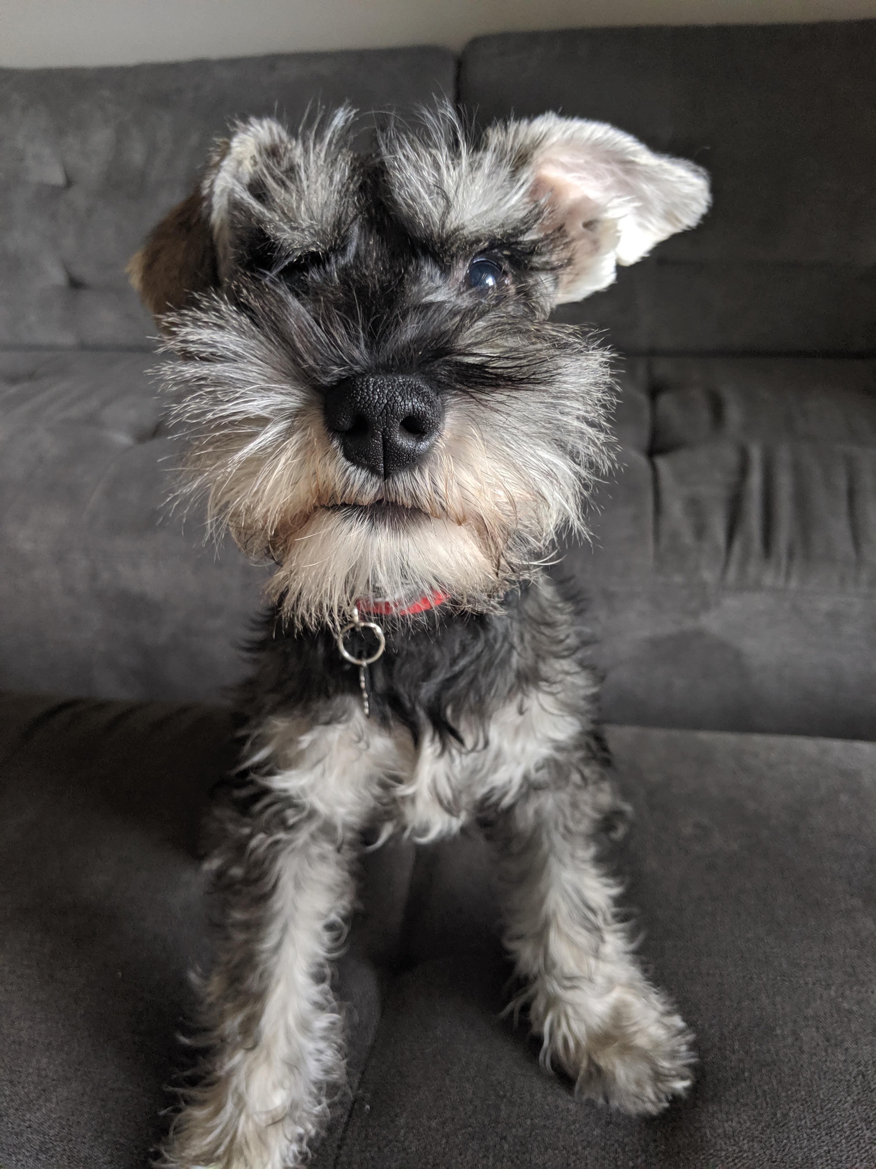 Shinx is 16 weeks old now! What do you all do for beard stains? We don't have this problem with