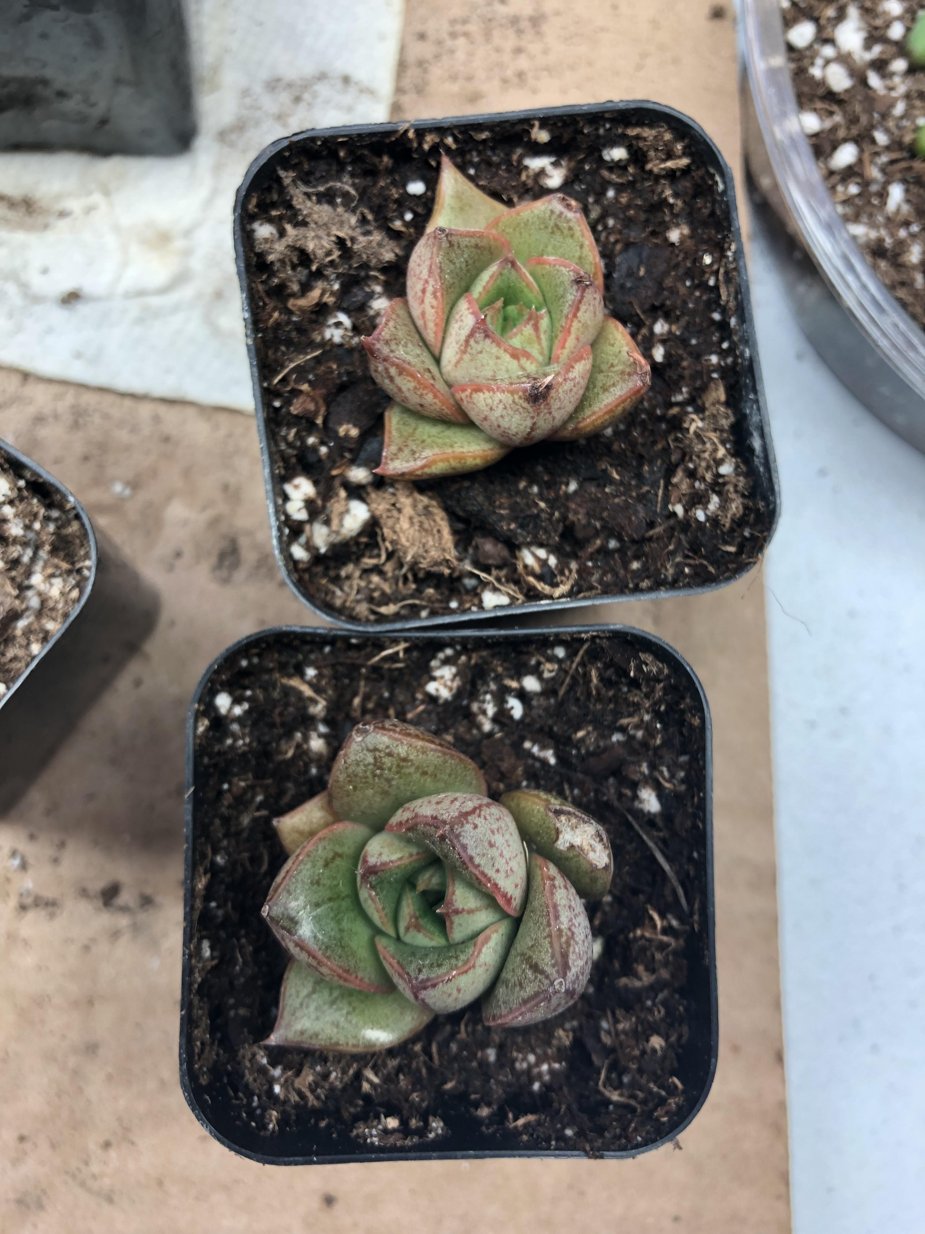 What is this succulent? Got these as unlabeled, unrooted