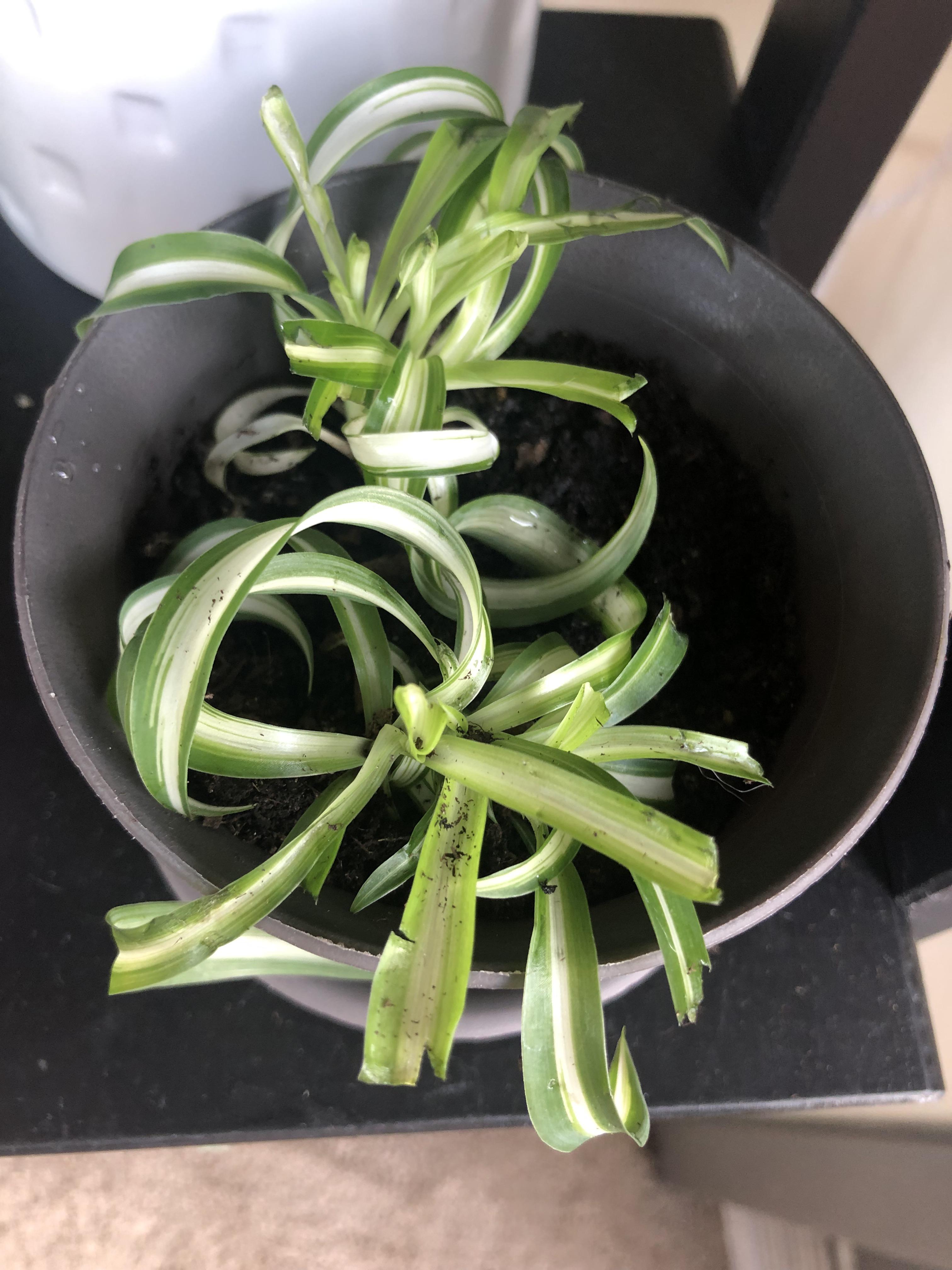 Is my spider plant salvageable? My cat got into it. She ripped off a
