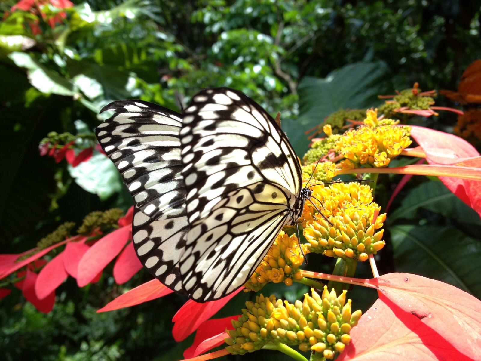 Houston Butterfly Museum worth a visit! r/Butterflies