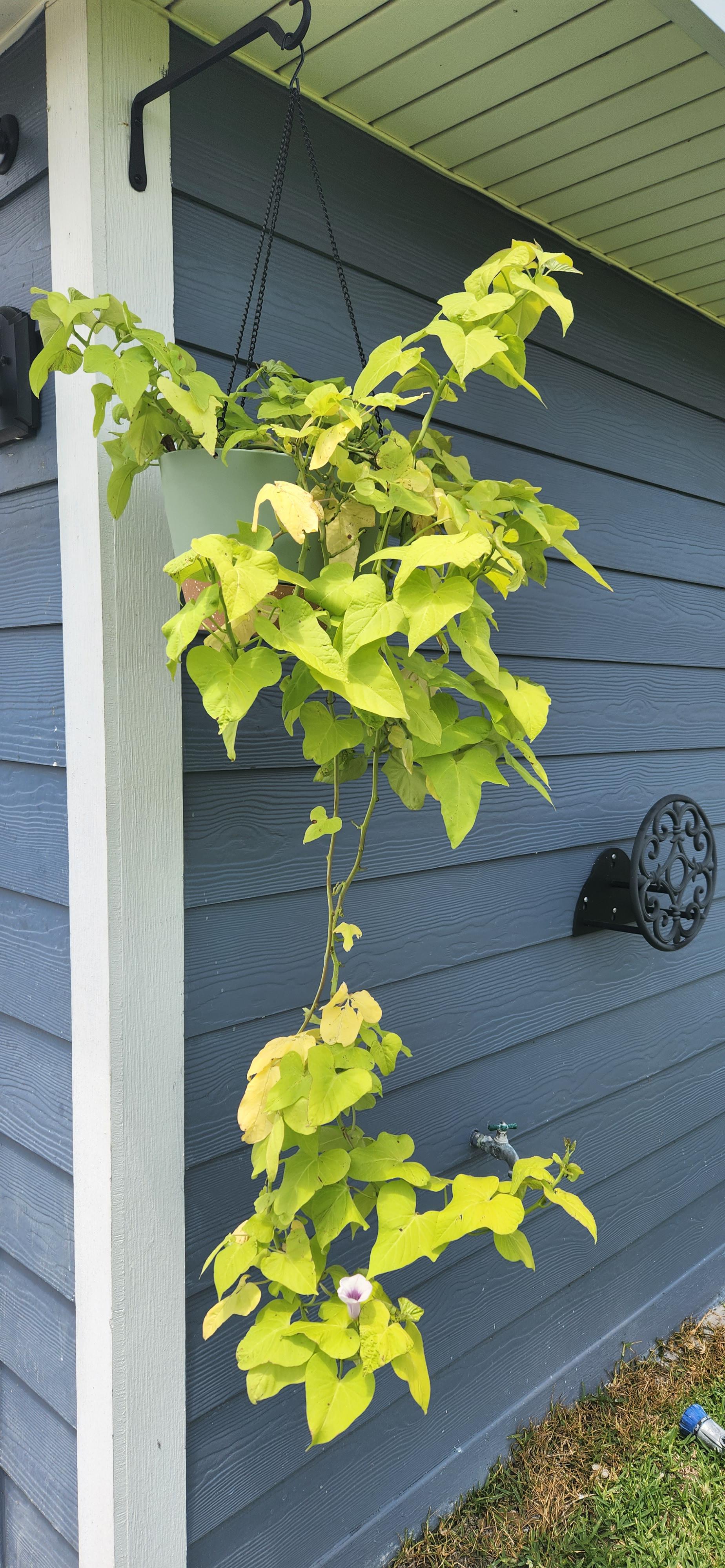 Yellowing/dying Sweet Potato Vine r/plantclinic