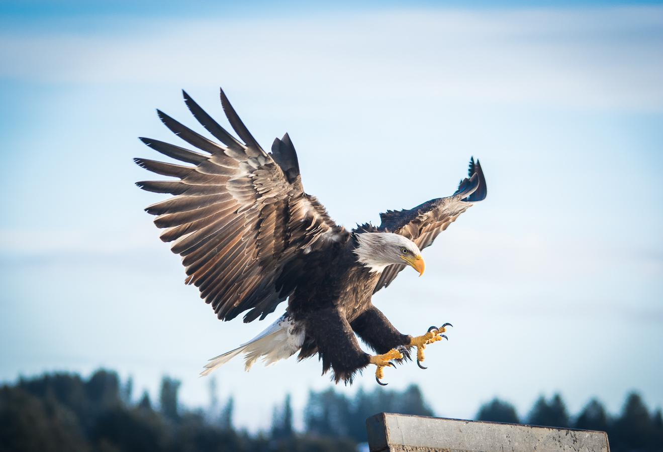Bald Eagle in Kodiak, AK Photo taken by me! r/birdsofprey