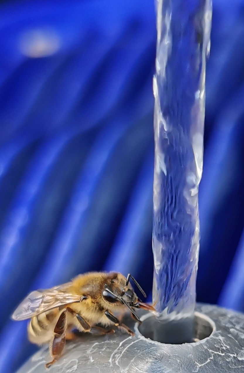 Bee drinking from a public water fountain r/bees
