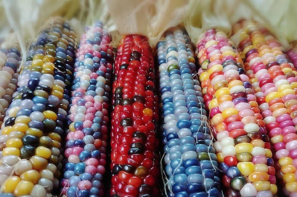 Colored corn，like the rainbow r/oddlysatisfying