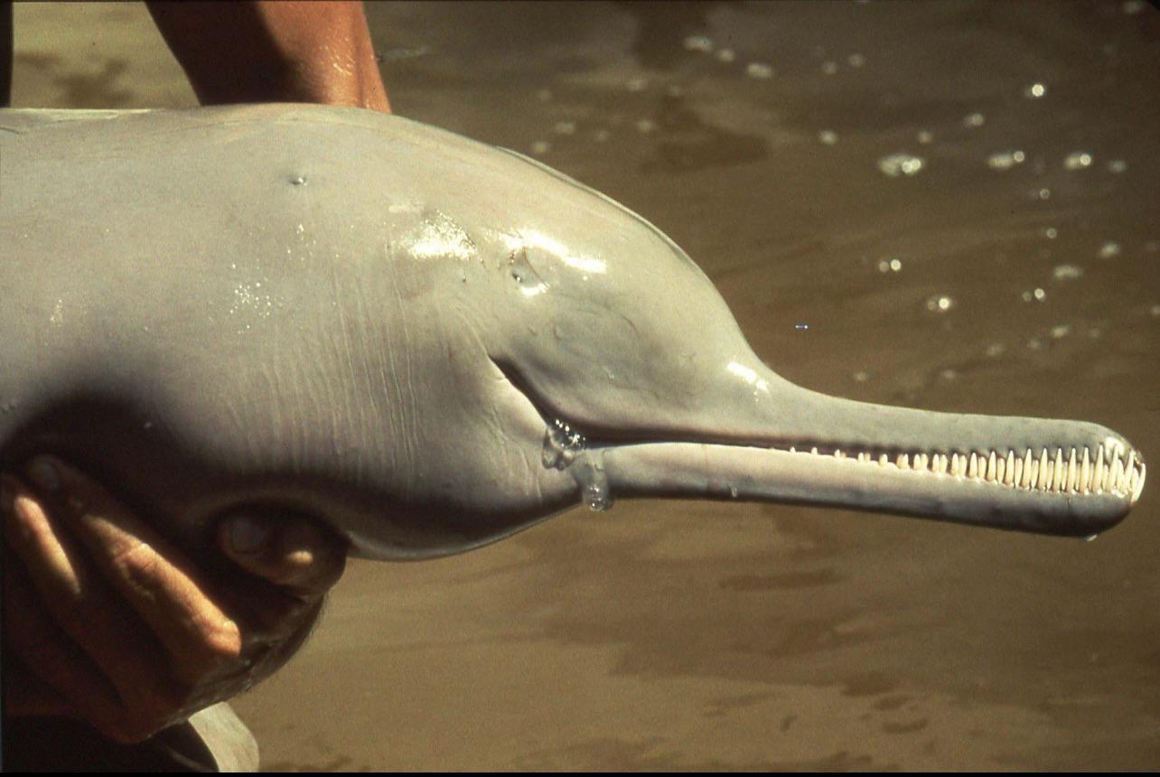 Baby Ganges River Dolphin