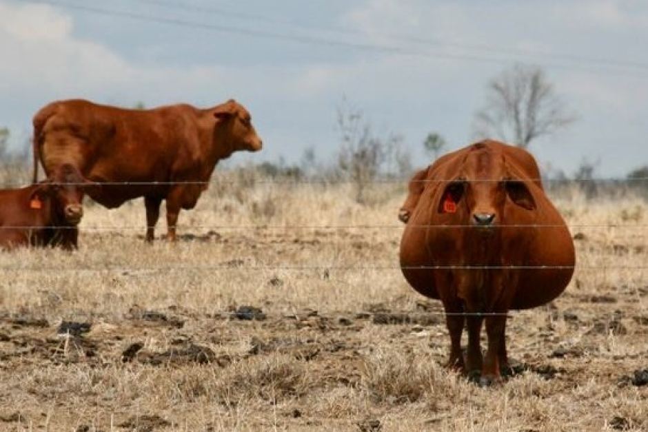 Pregnant Cow Telegraph