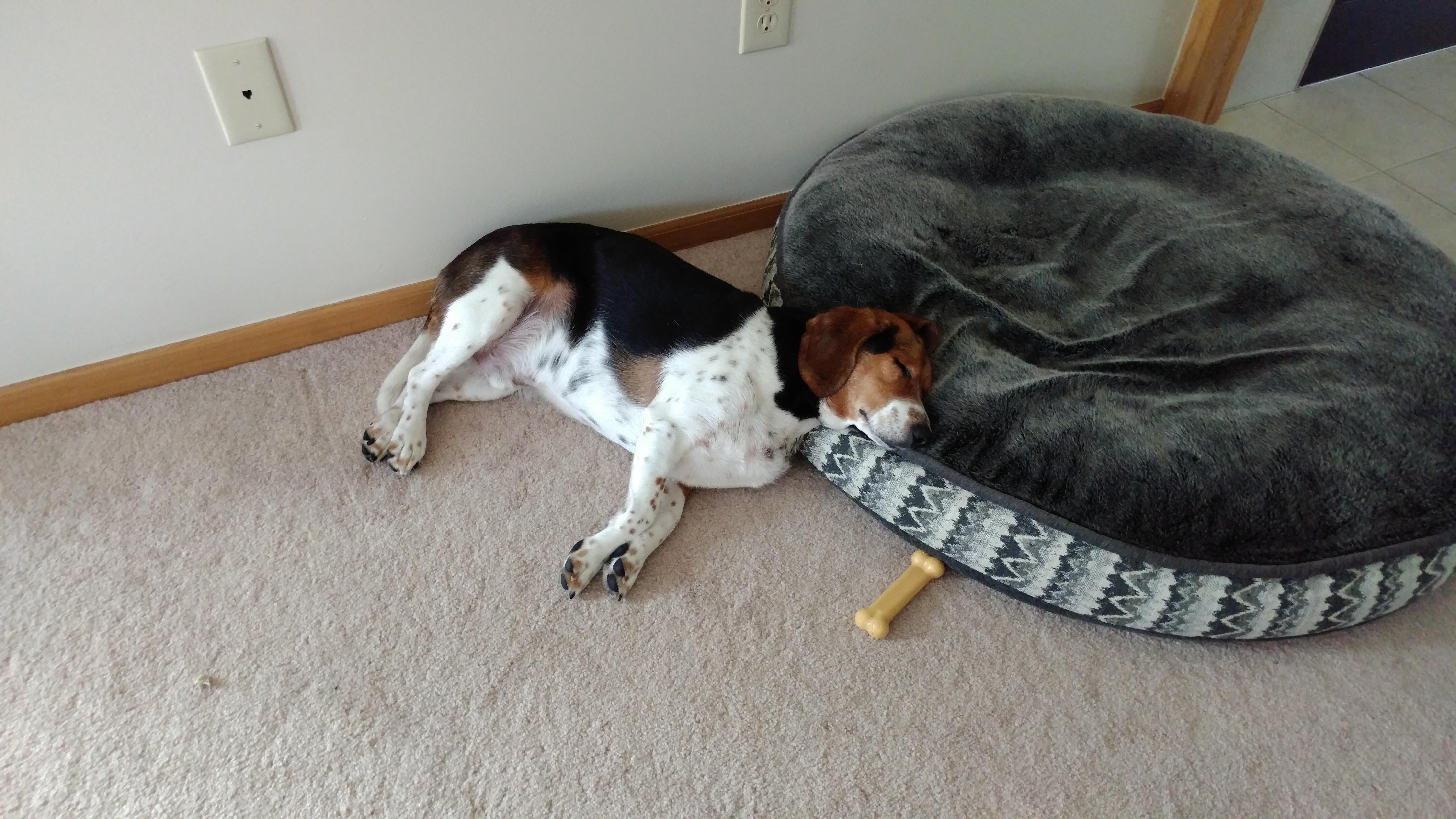 That seems like the most comfortable way to use that bed r/beagle
