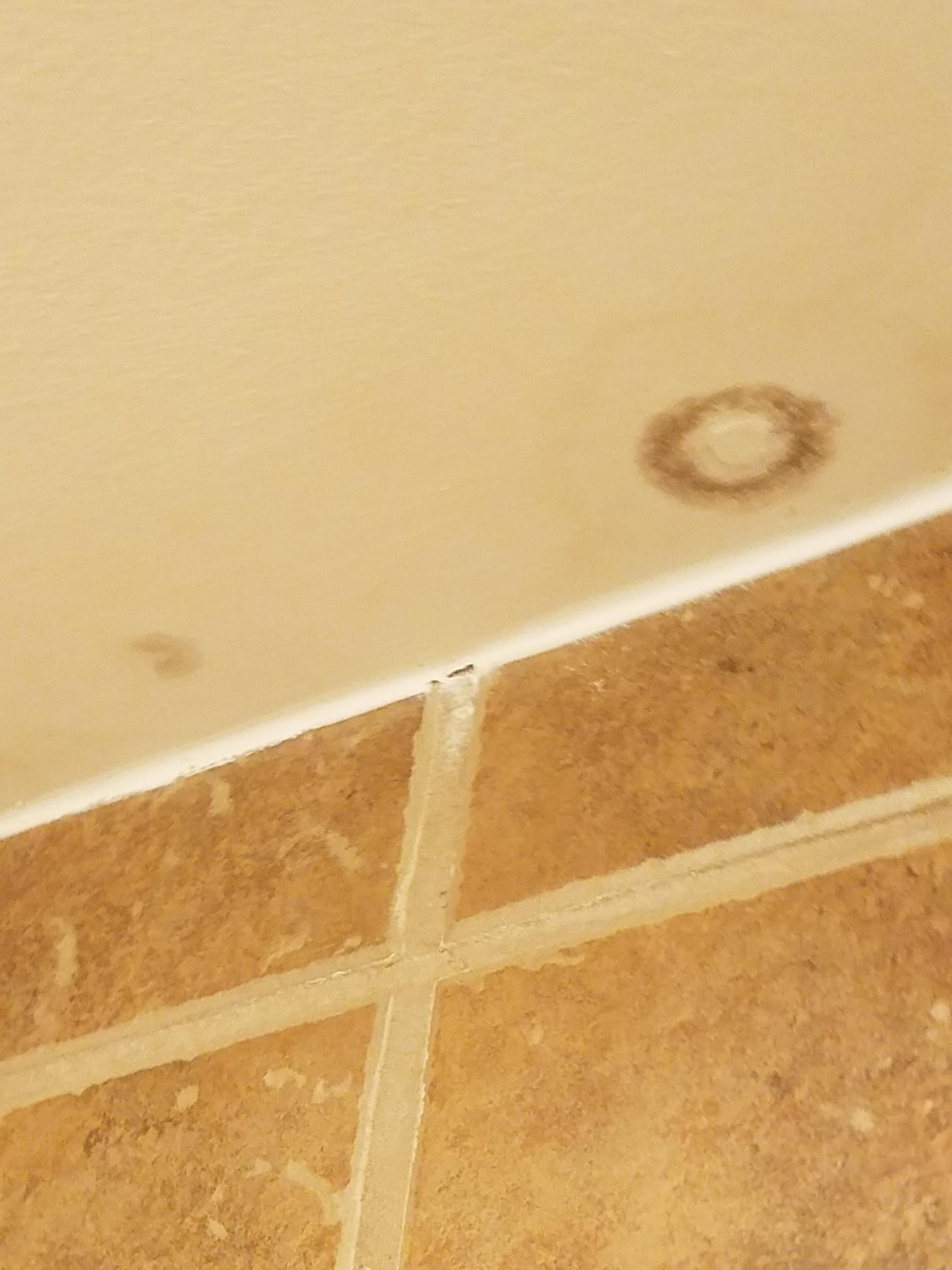 Wondering if this spot on the ceiling of my apartment shower is mold