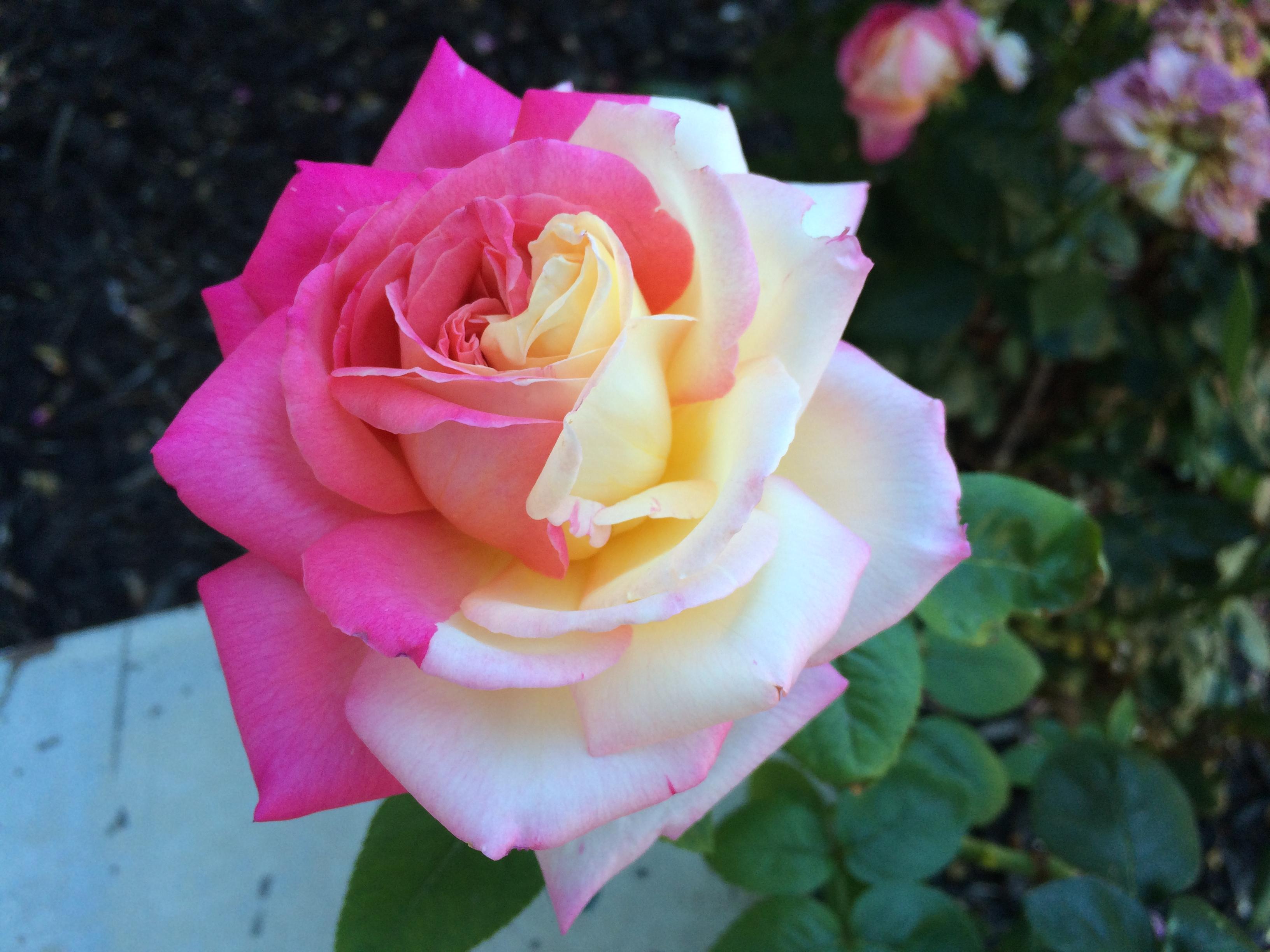 This rose grew next to an air conditioner exhaust vent. r/RealLifeShinies