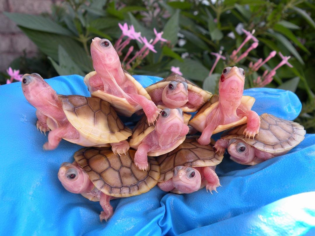Real Pink Turtles