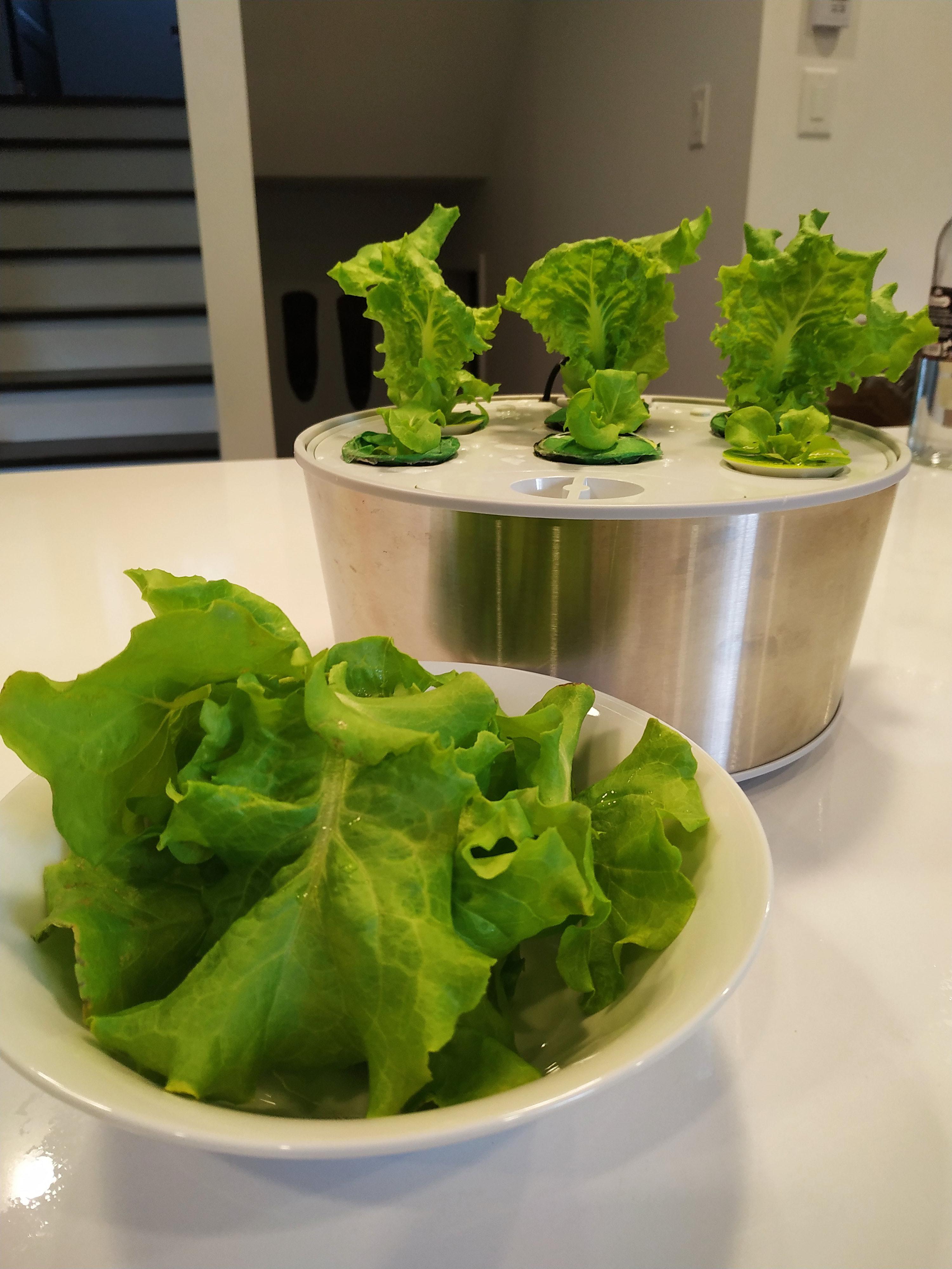 Time for the lettuce harvest! r/aerogarden