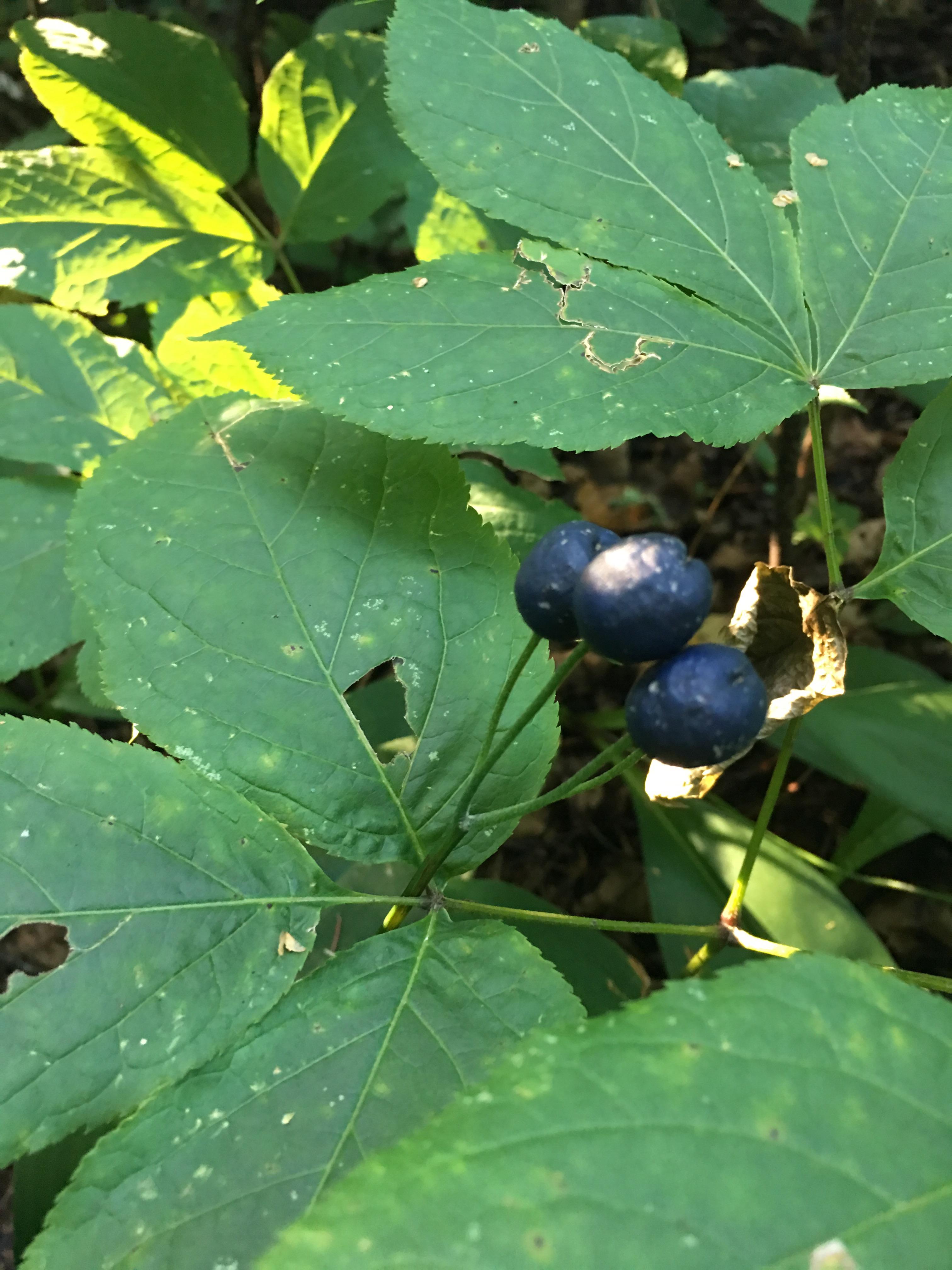 Small plants with dark blue berries on them in Minnesota whatsthisplant