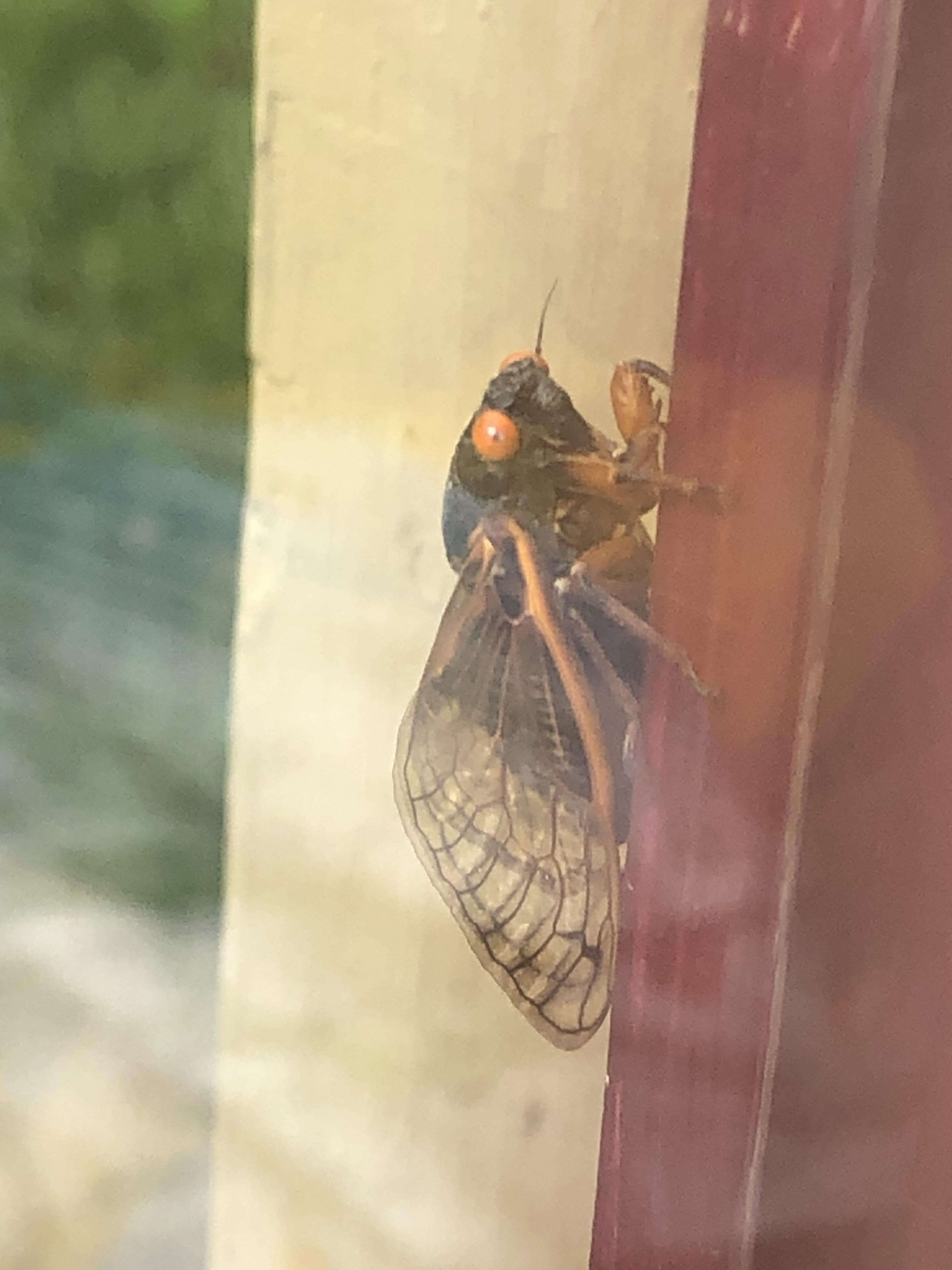 Just a periodical cicada on my door. : r/insects