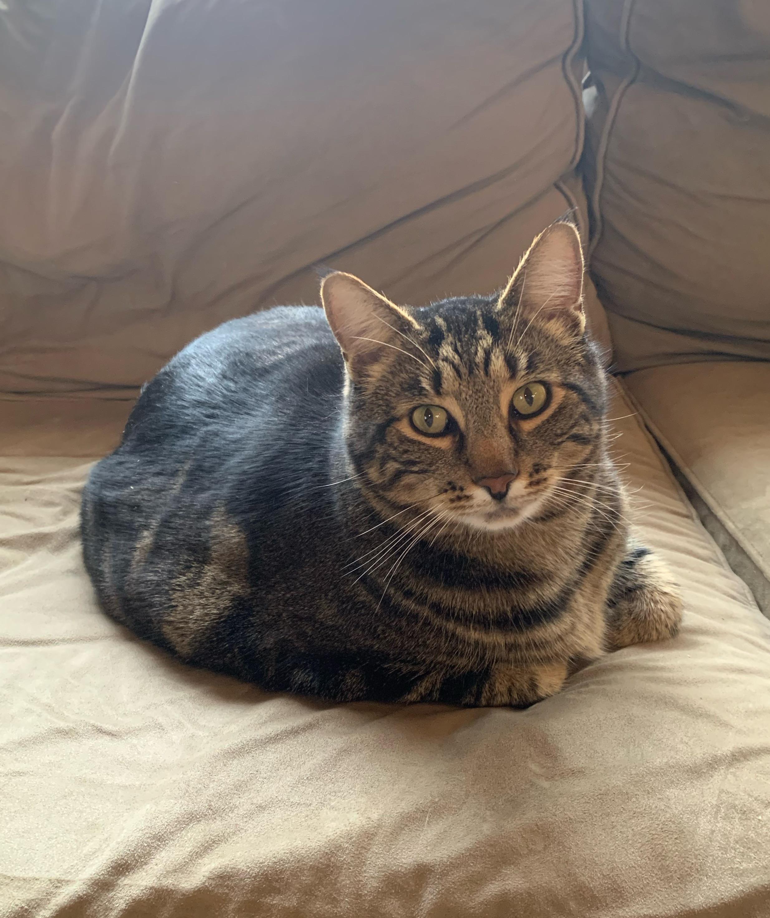 My cat is morbidly obese r/cats