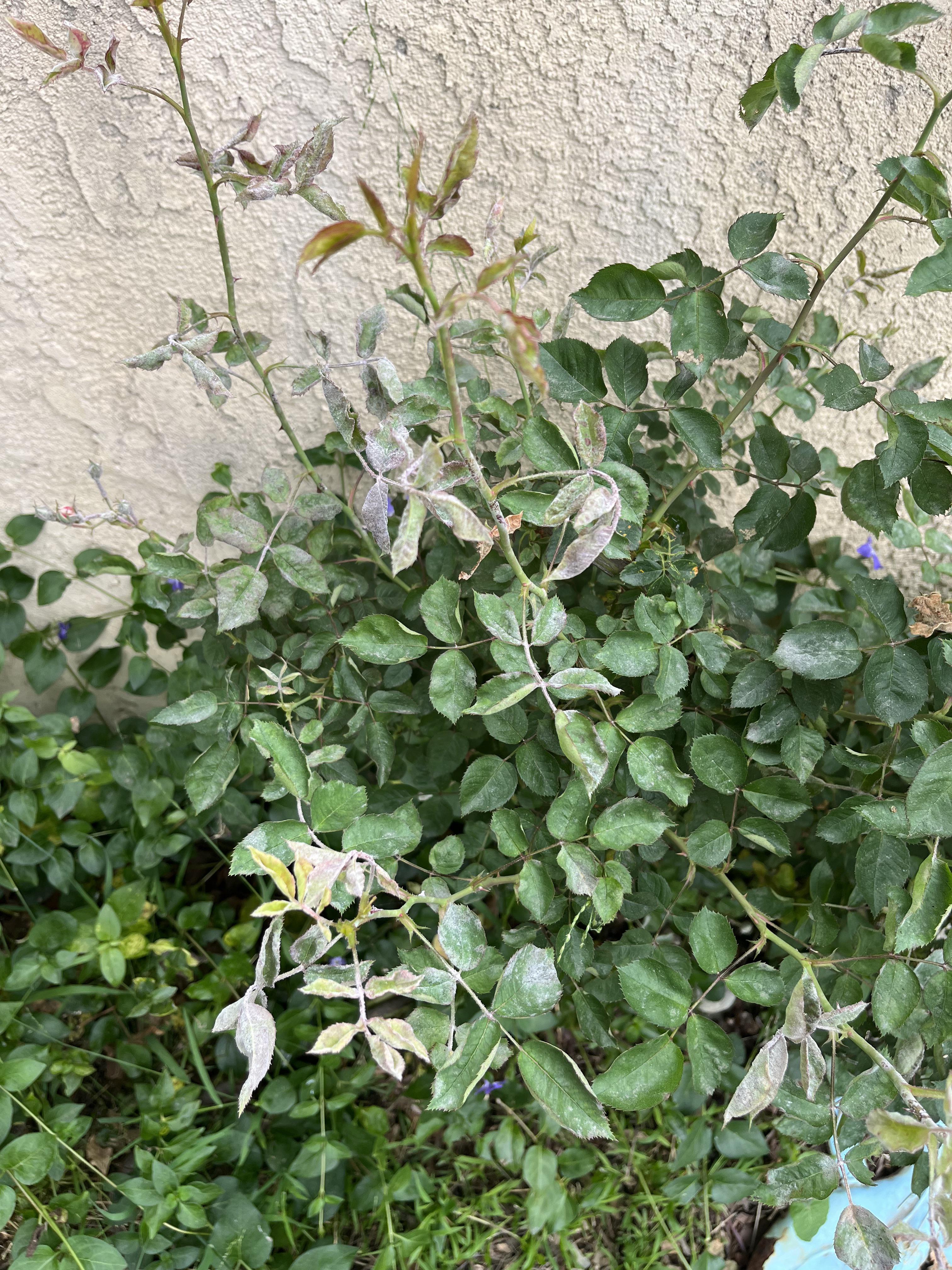 Is this white stuff on my rose plant controllable (by cutting off or