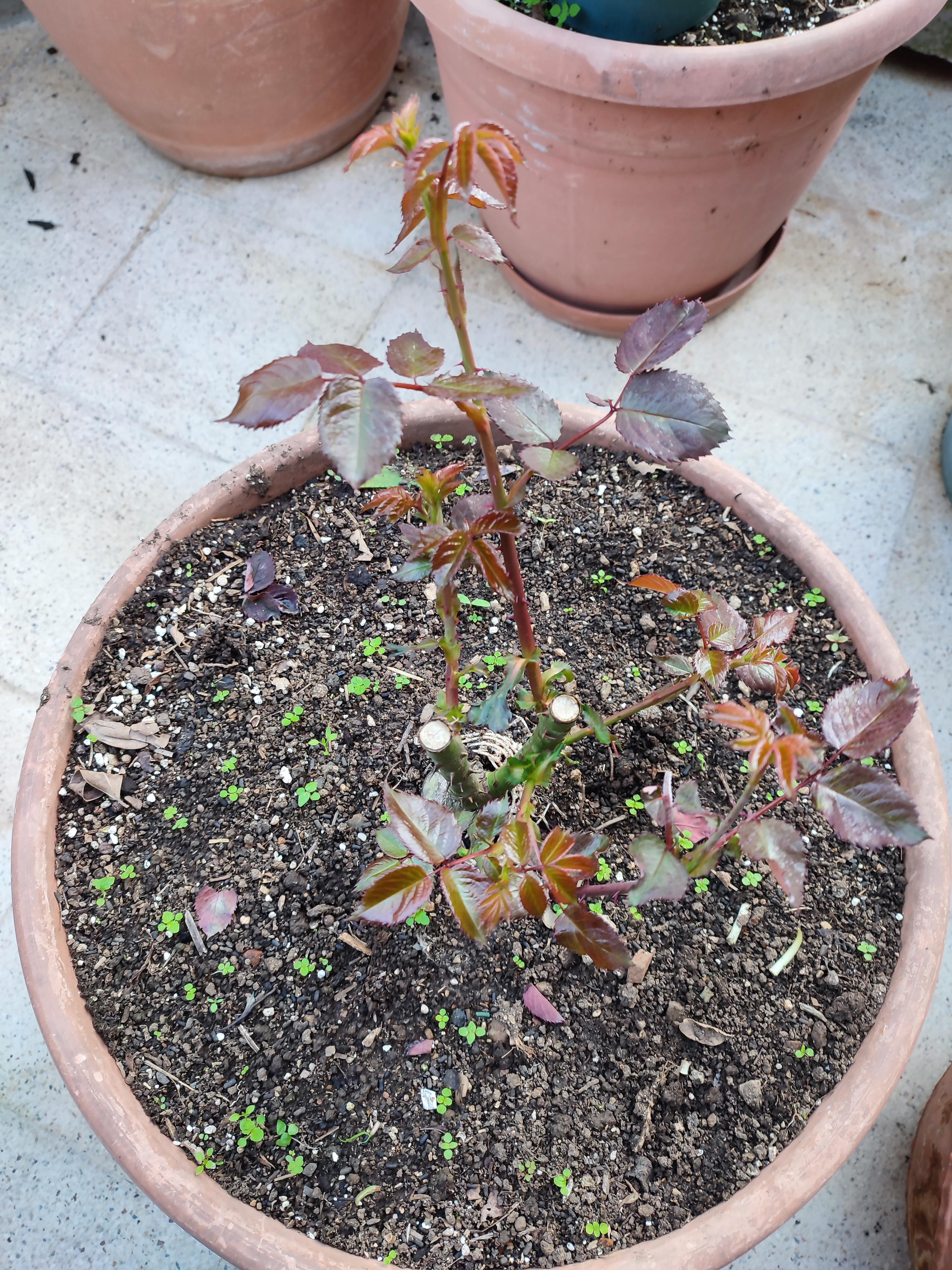 Why are the leaves on my rose not getting green? The plant is growing