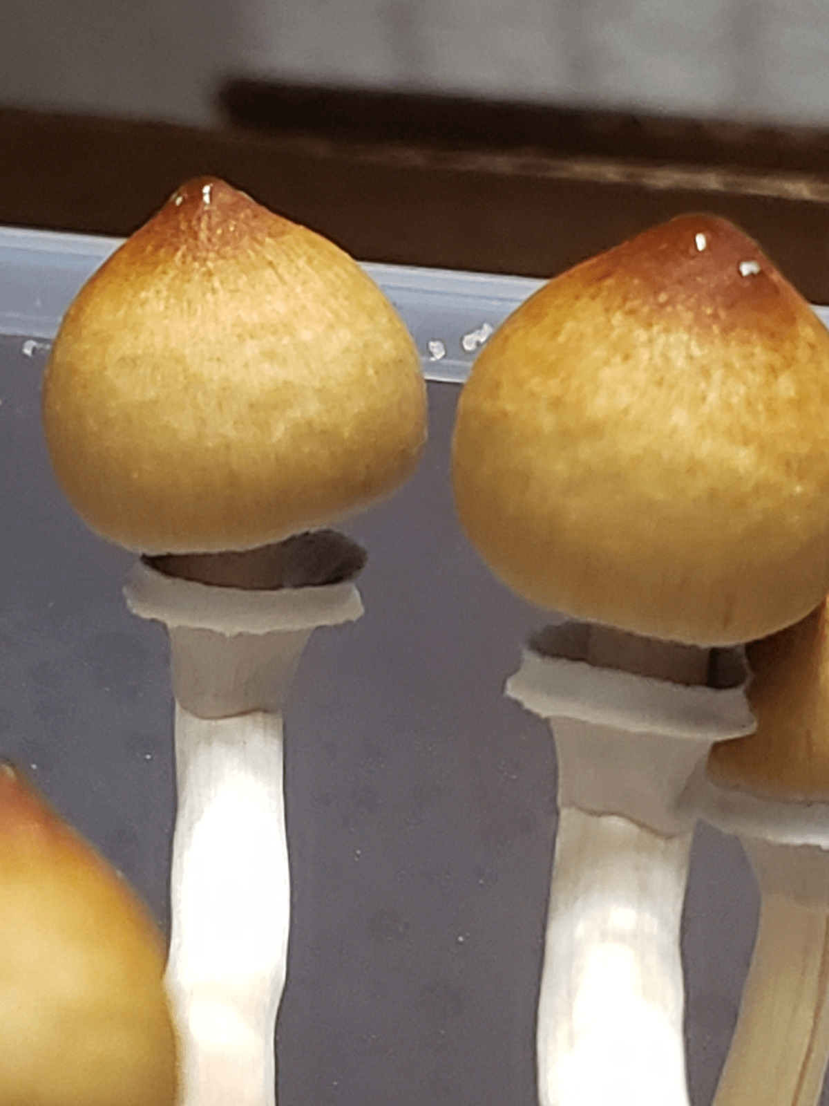 First flush! How to know when to harvest? r/shrooms